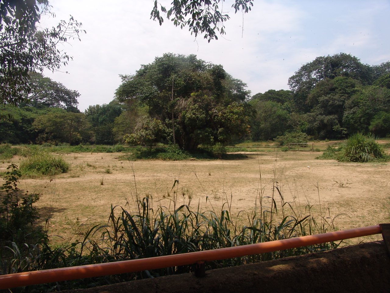 White Rhino's enclosure