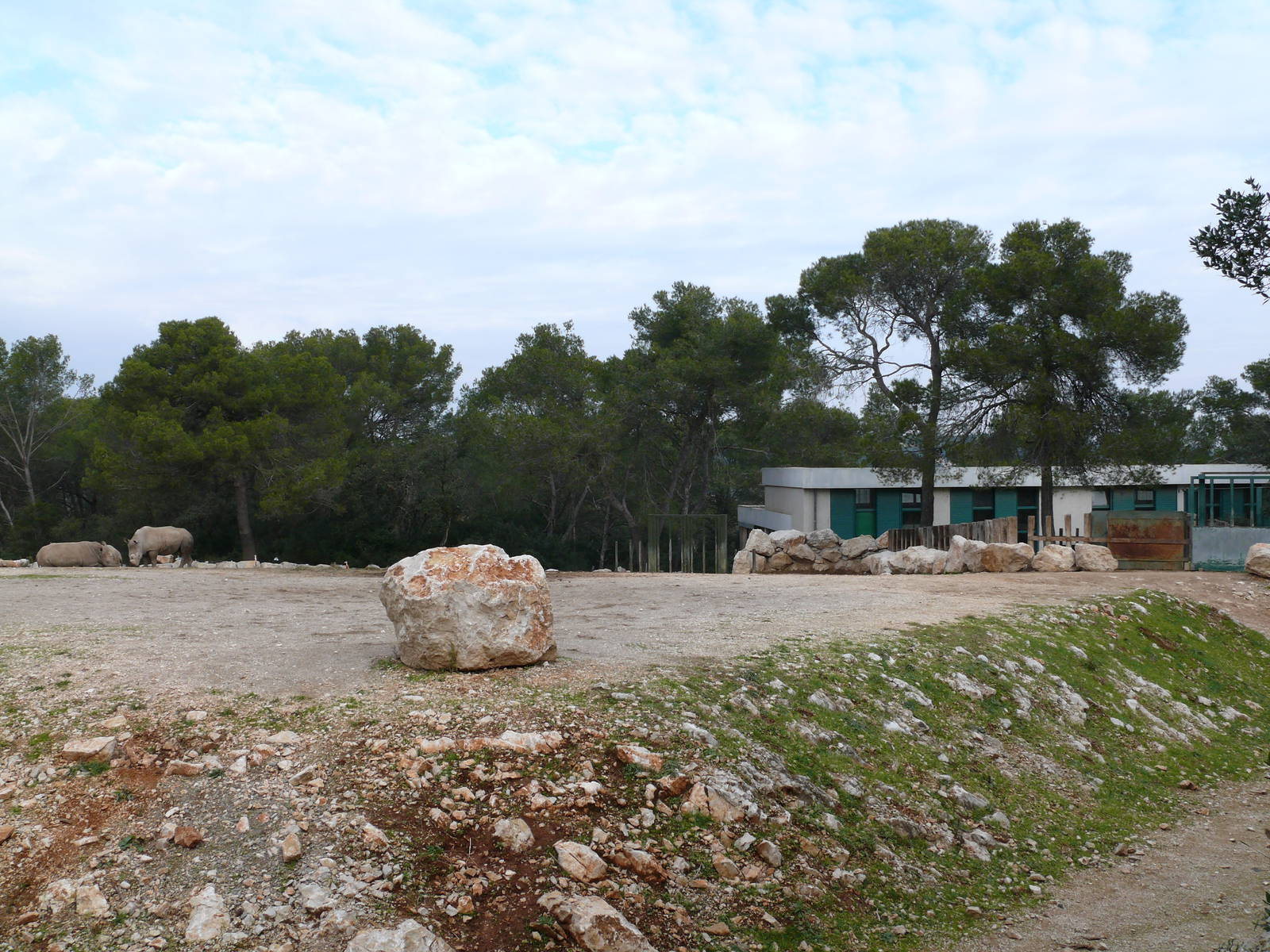 White rhinos exhibit