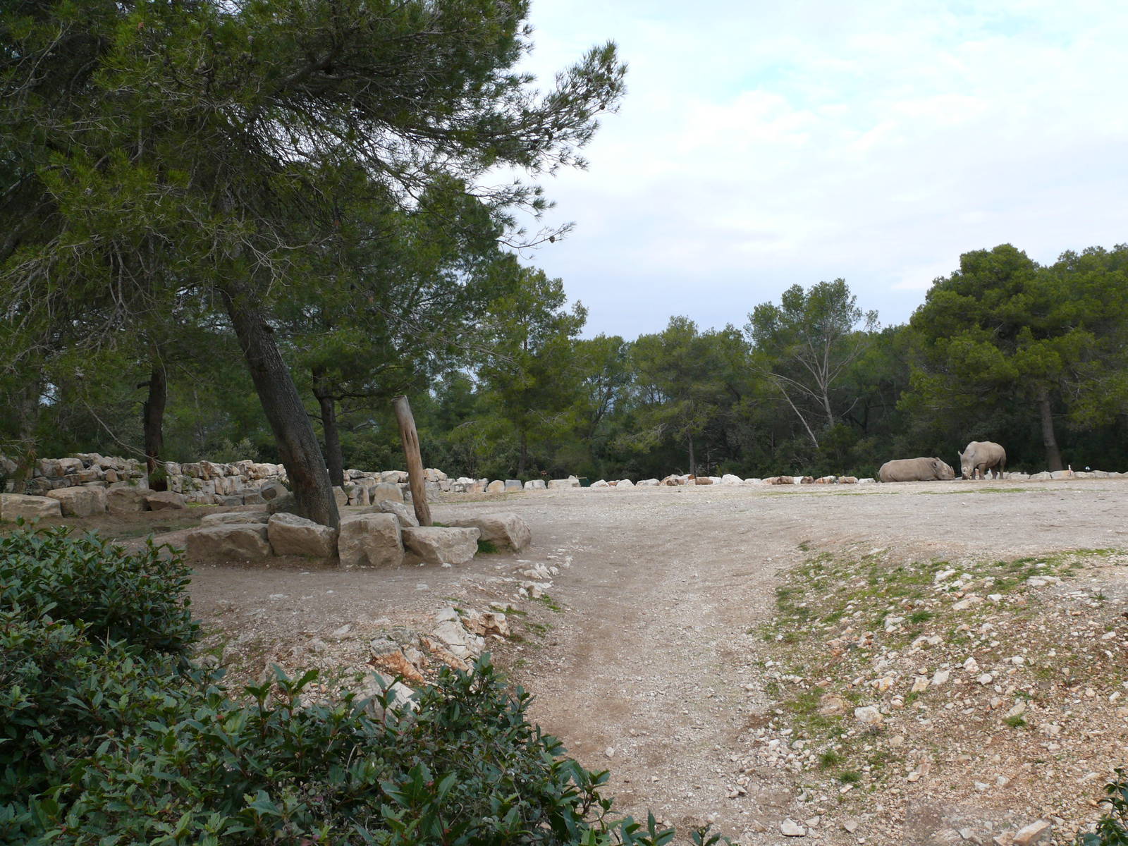 White rhinos exhibit