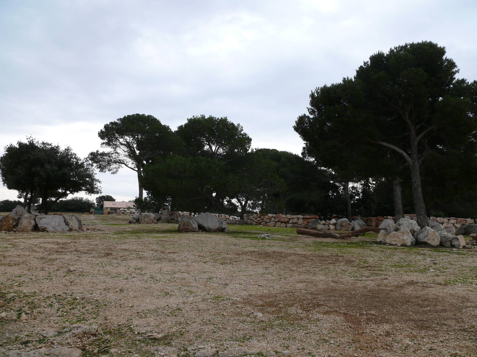 White rhinos exhibit