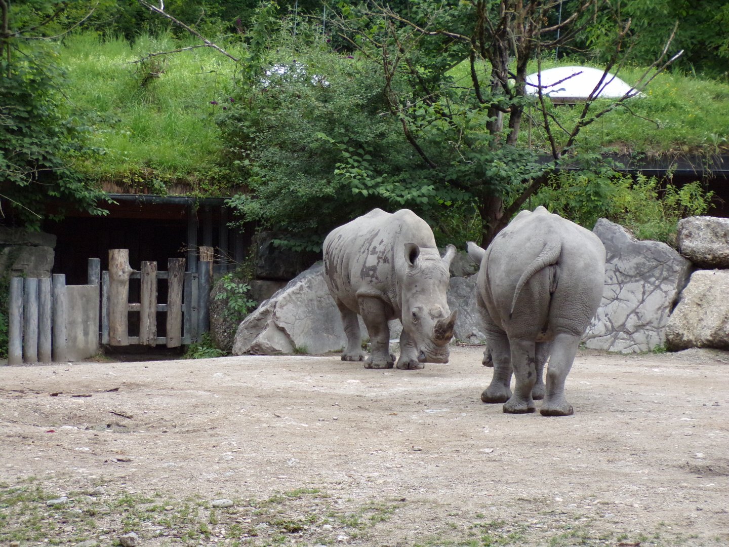 White rhinos facing off 13.7.25
