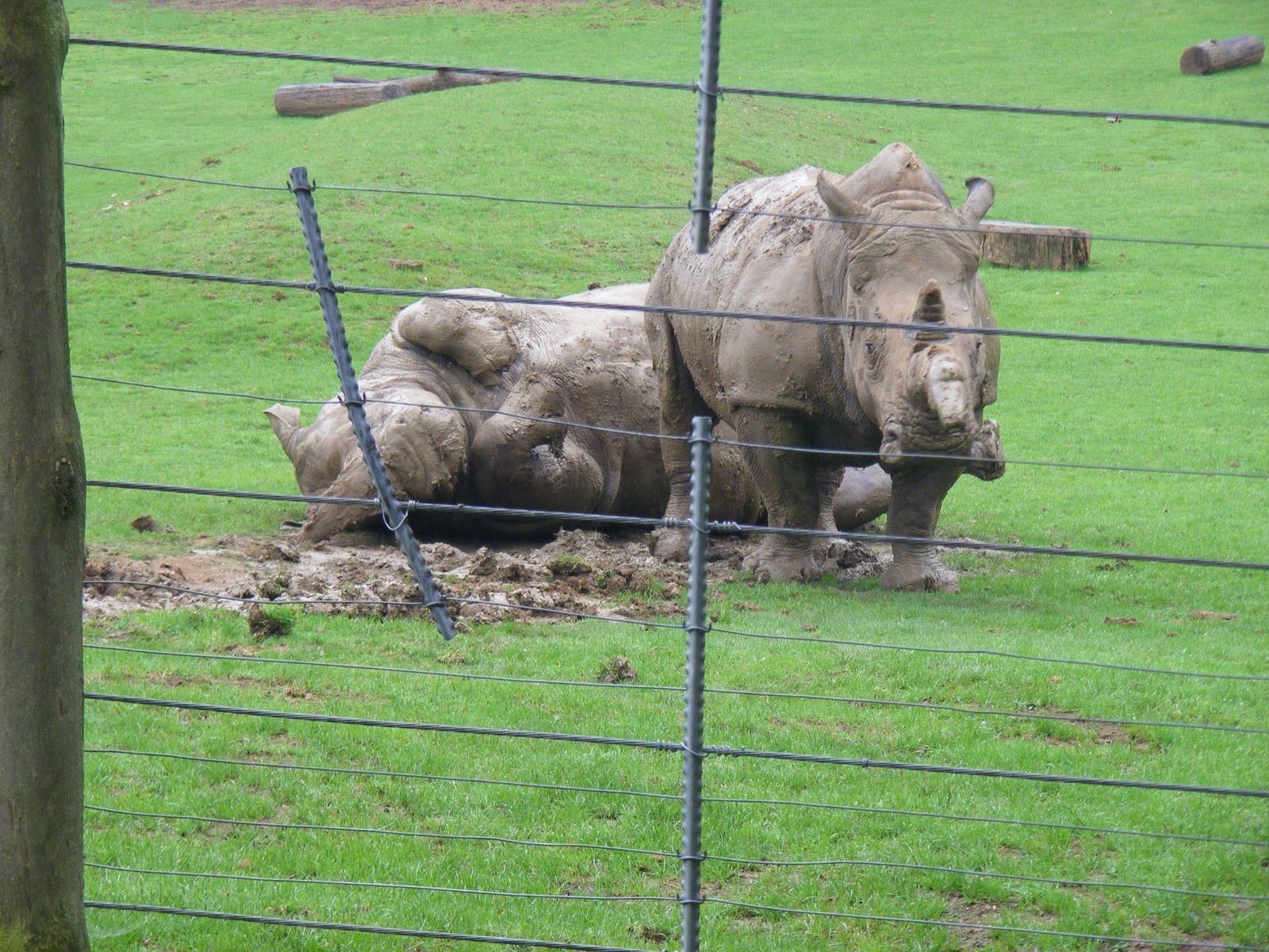White rhinos having a mud bath at Marwell Wildlife, 22 August 2010