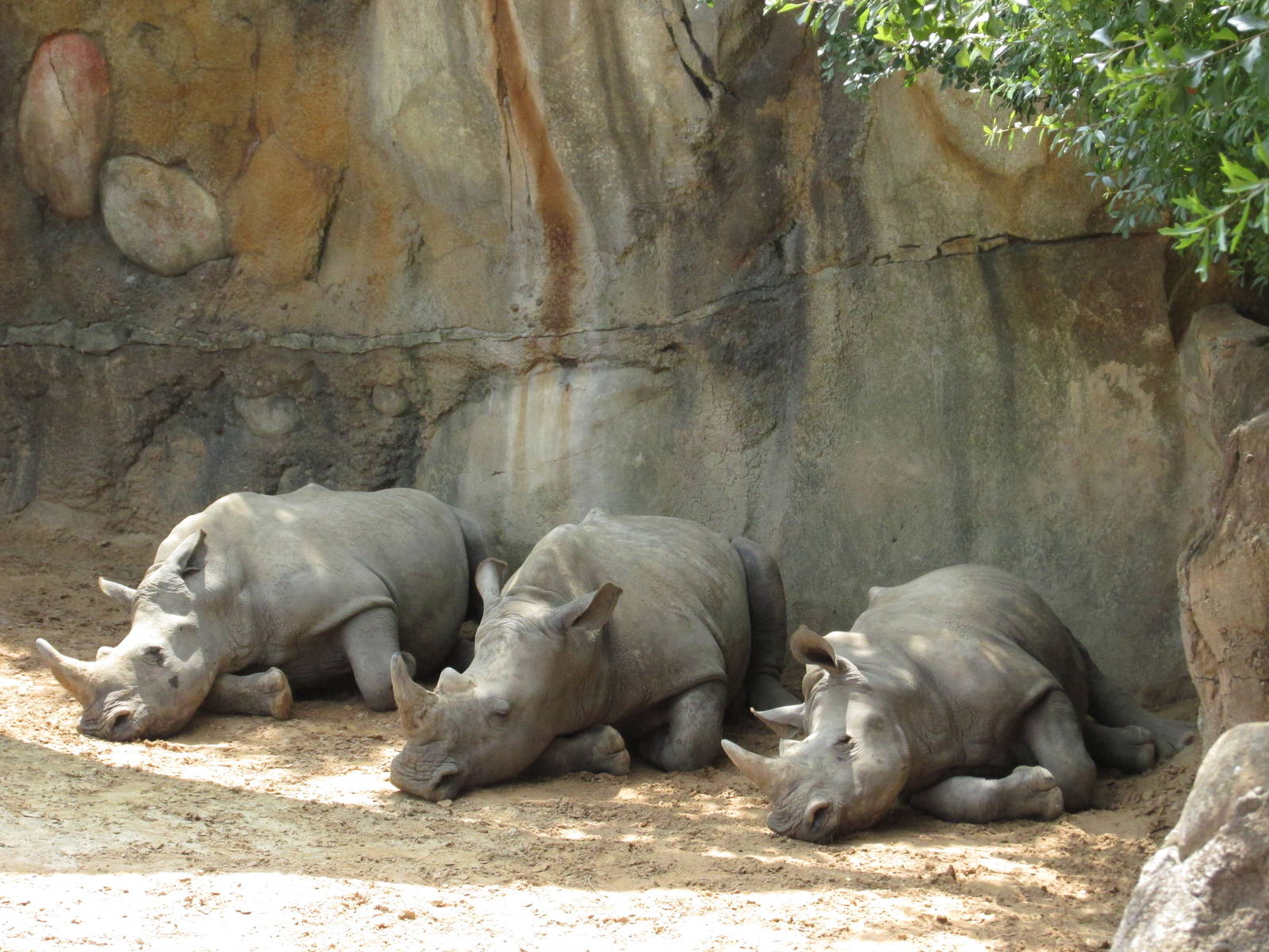 white rhinos houston zoo