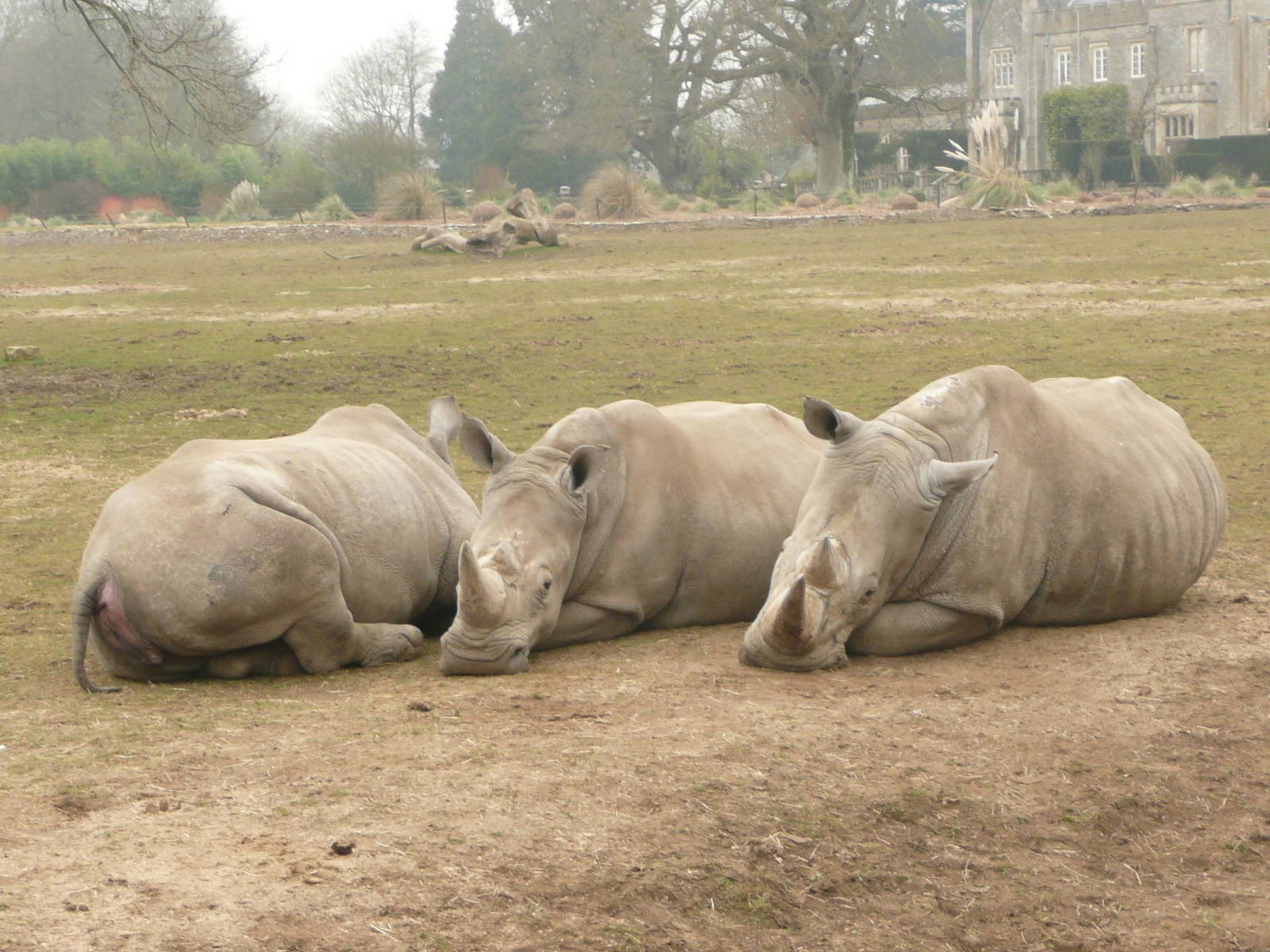 White rhinos in a huddle