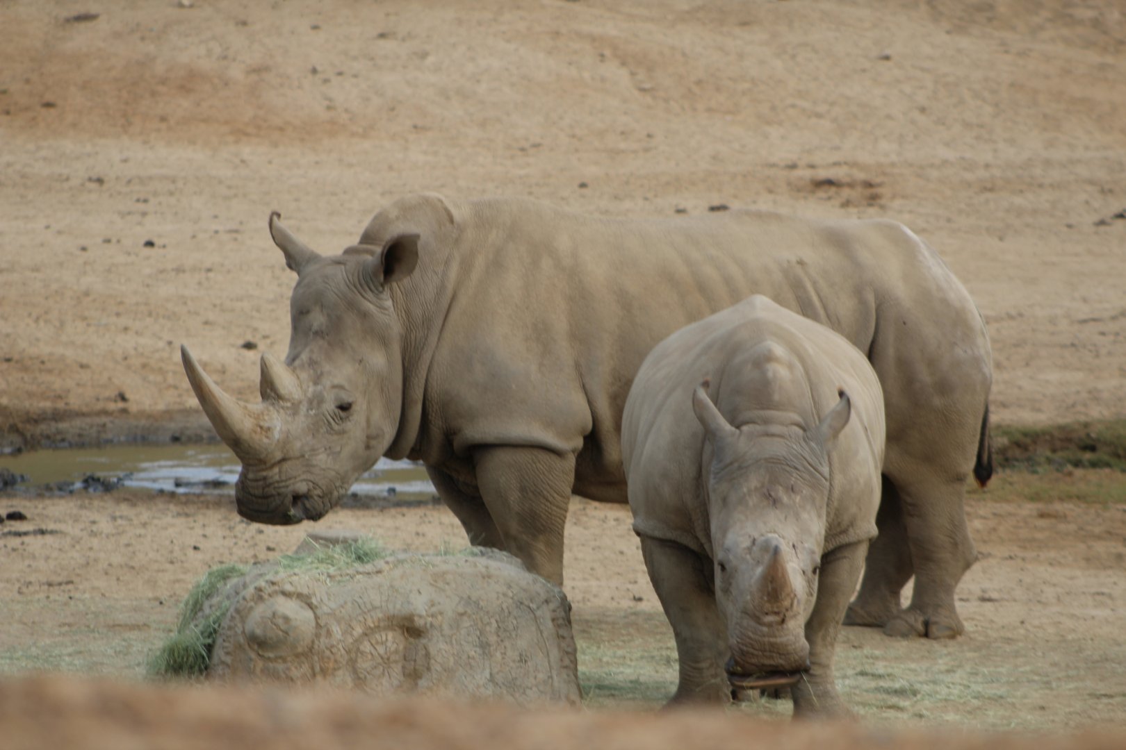 White Rhinos In African Plains