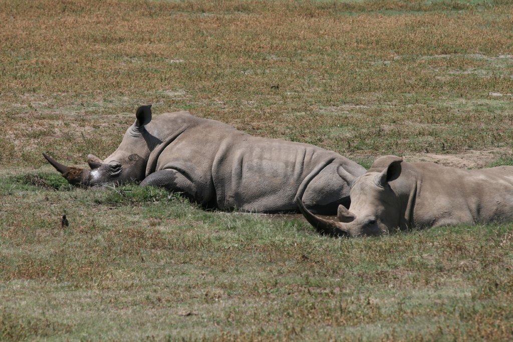 White Rhinos in da mud