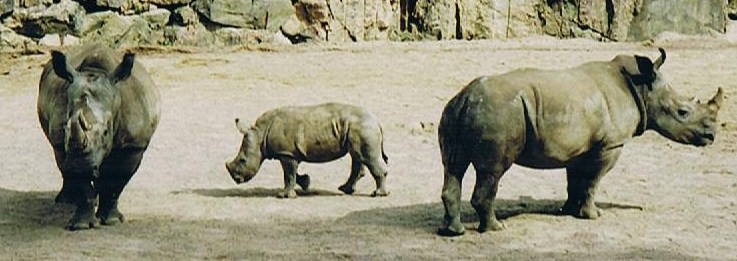 White Rhinos in Kolmarden Zoo