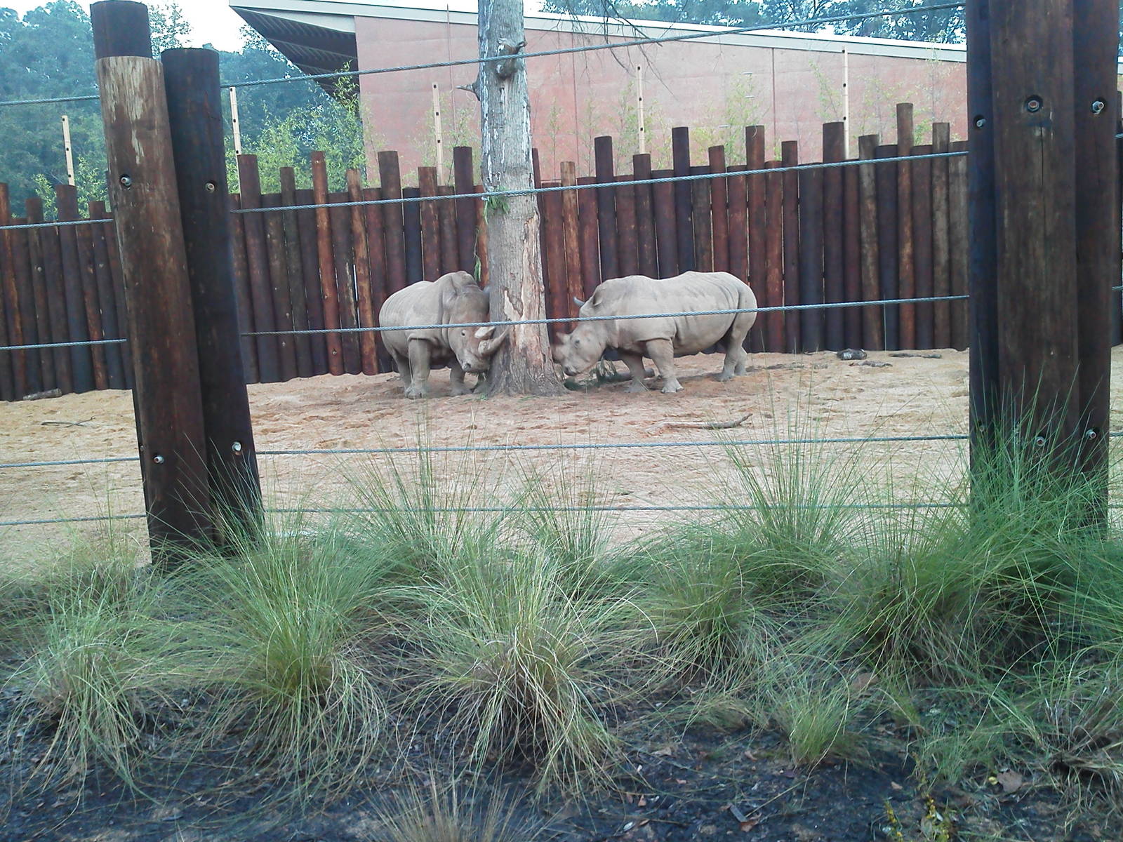 White Rhinos in the Boma yard