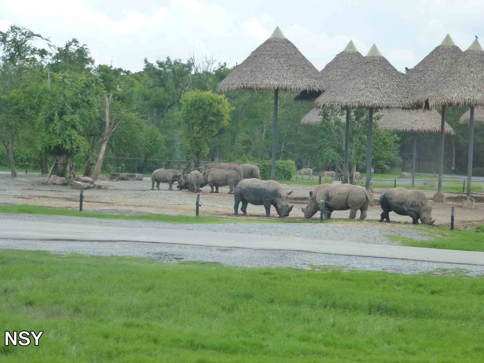 White rhinos, June 2013.