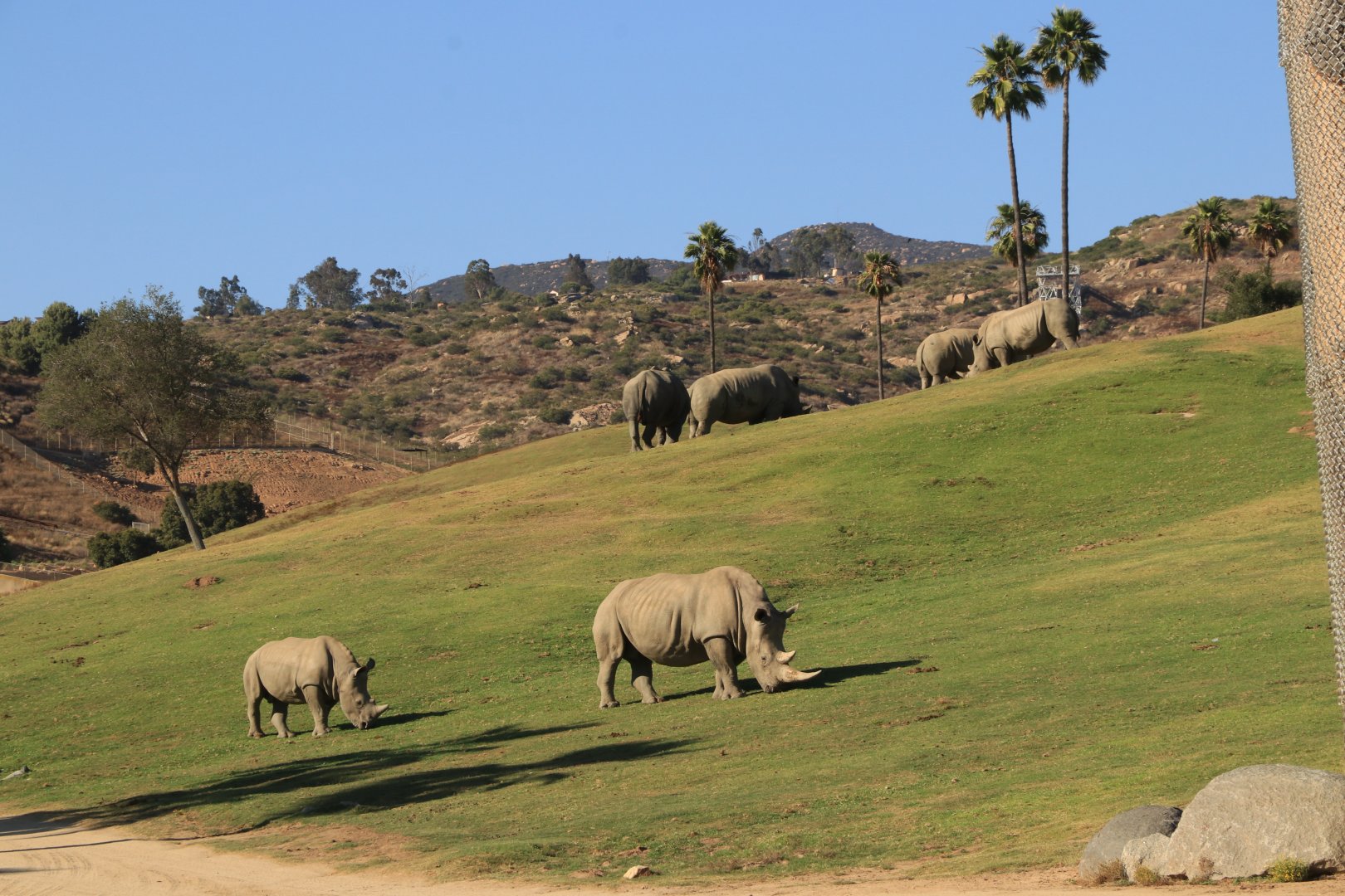White rhinos (June 2019)