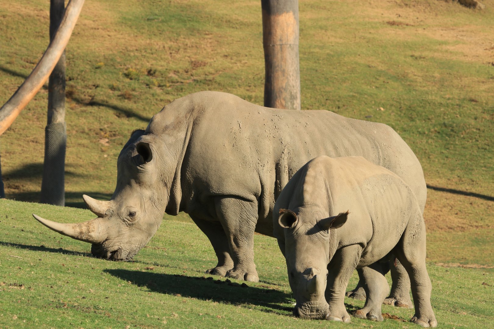 White Rhinos (June 2019)