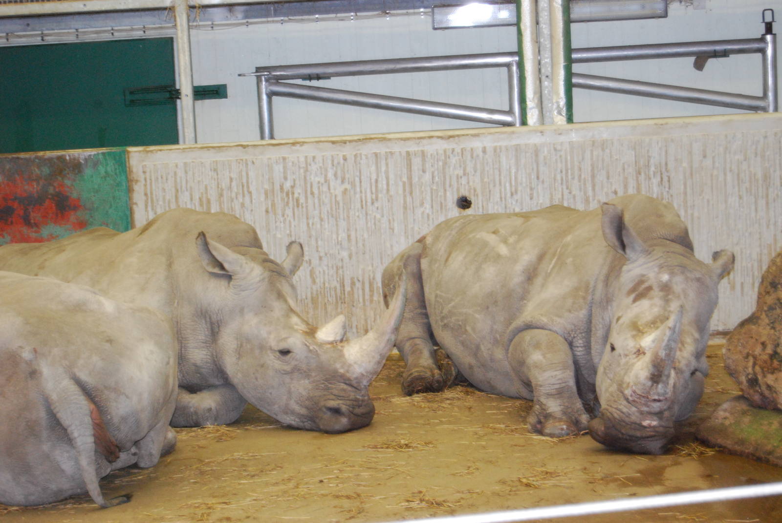 White Rhinos, Kolmarden Zoo
