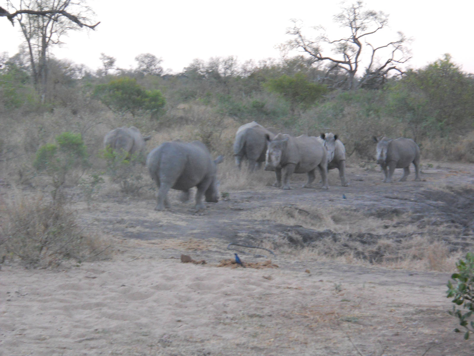 White rhinos, Kruger National Park, July 2012