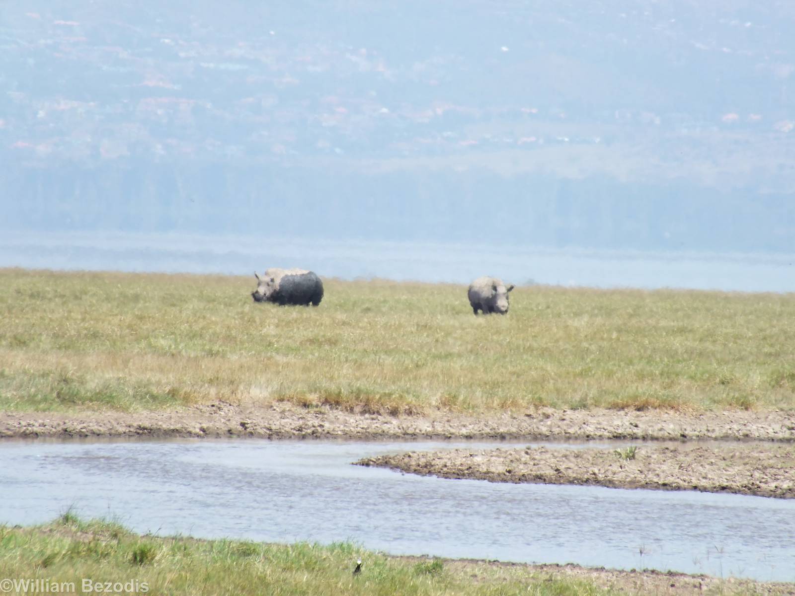White Rhinos - Lake Nakuru