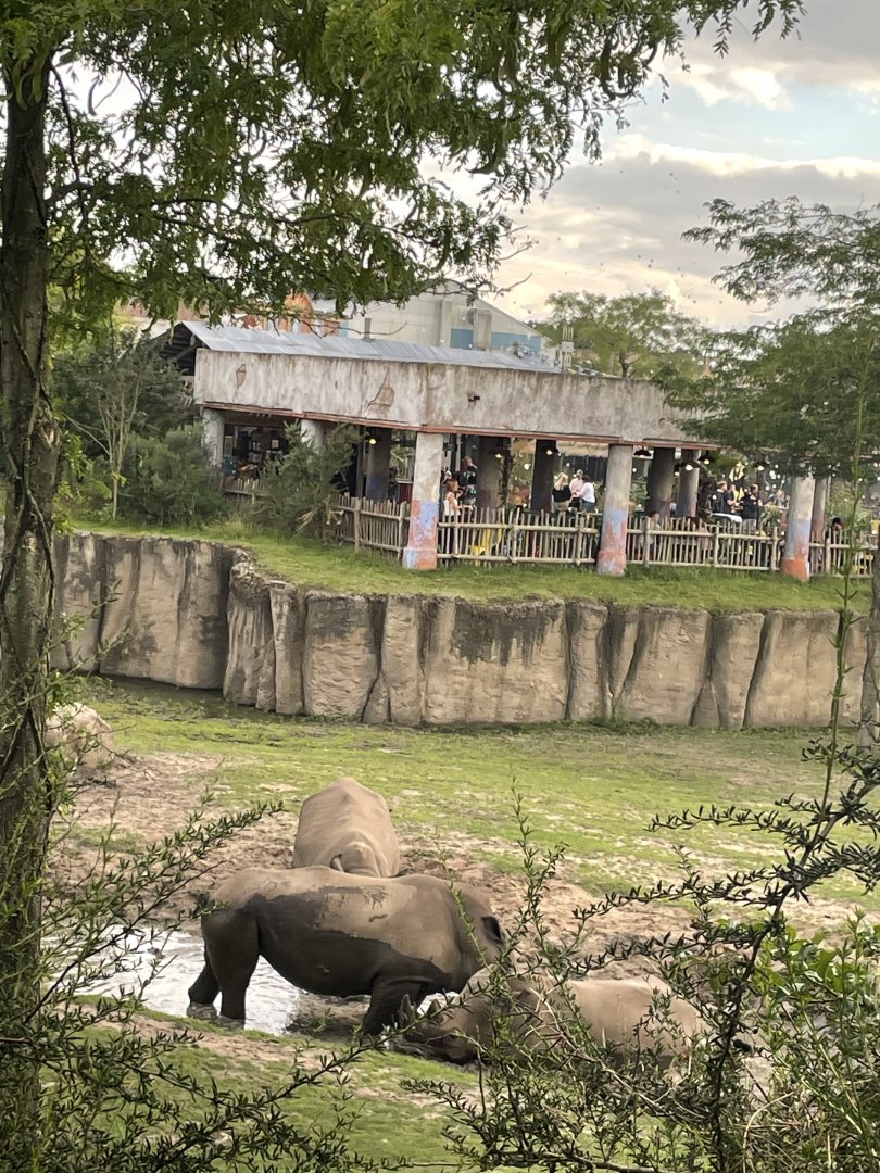 White rhinos mudbathing