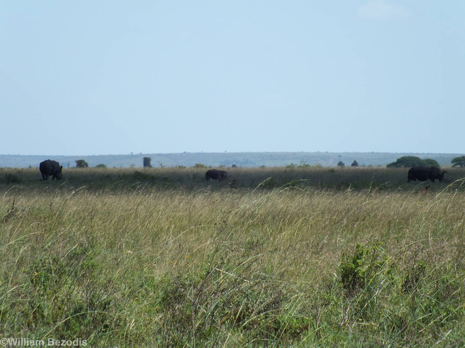 White Rhinos - Nairobi National Park