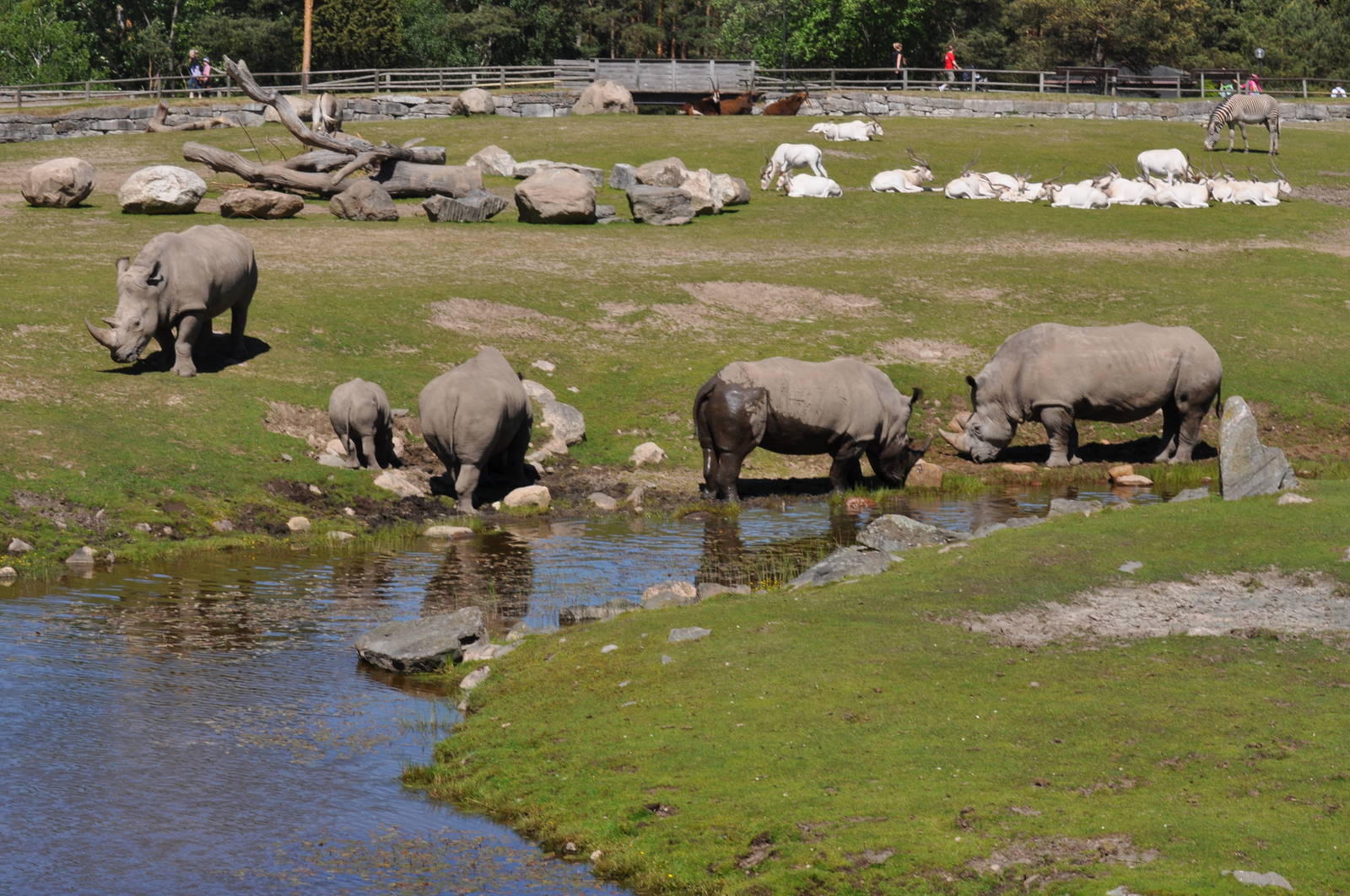 White rhinos on Savannah Kolmarden Wildlife Park