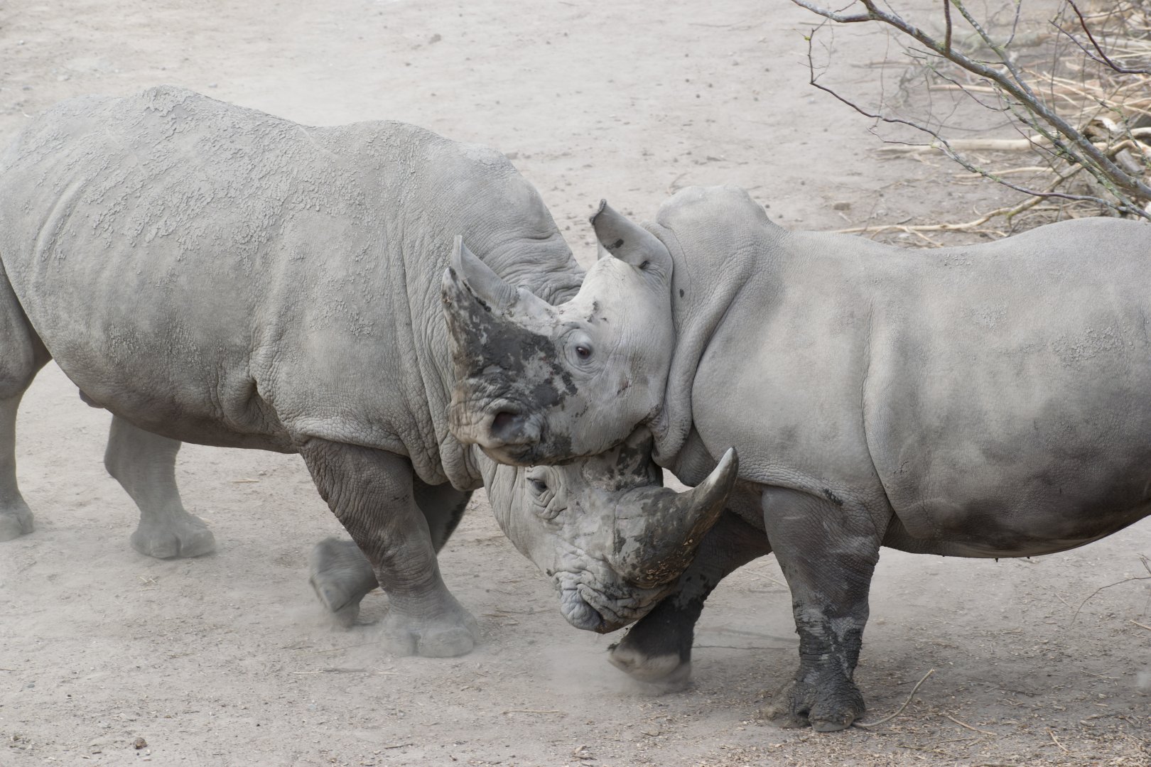 White Rhinos ‘playing’