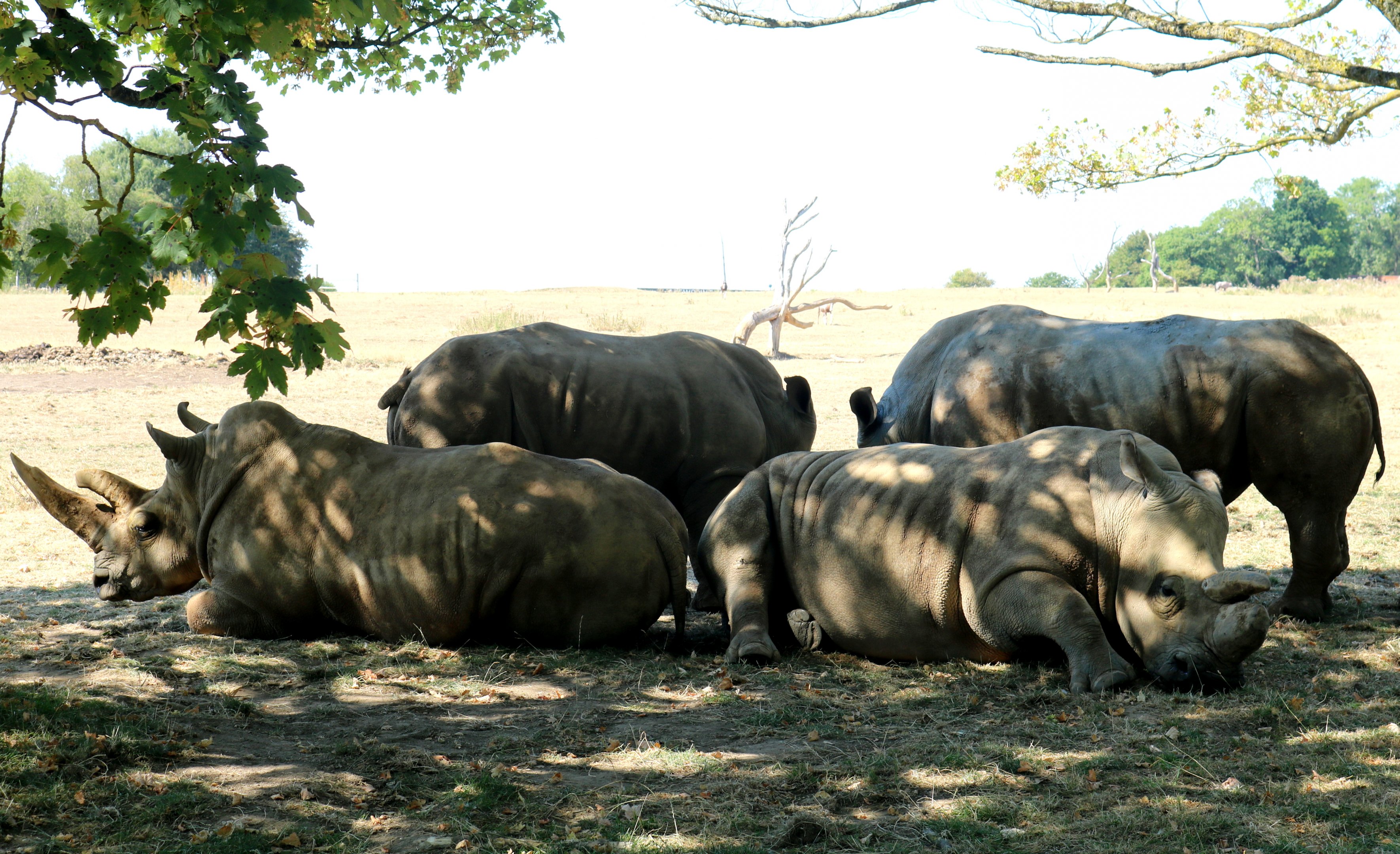 White rhinos sheltering from fierce sunshine; Whipsnade; 13th August 2022