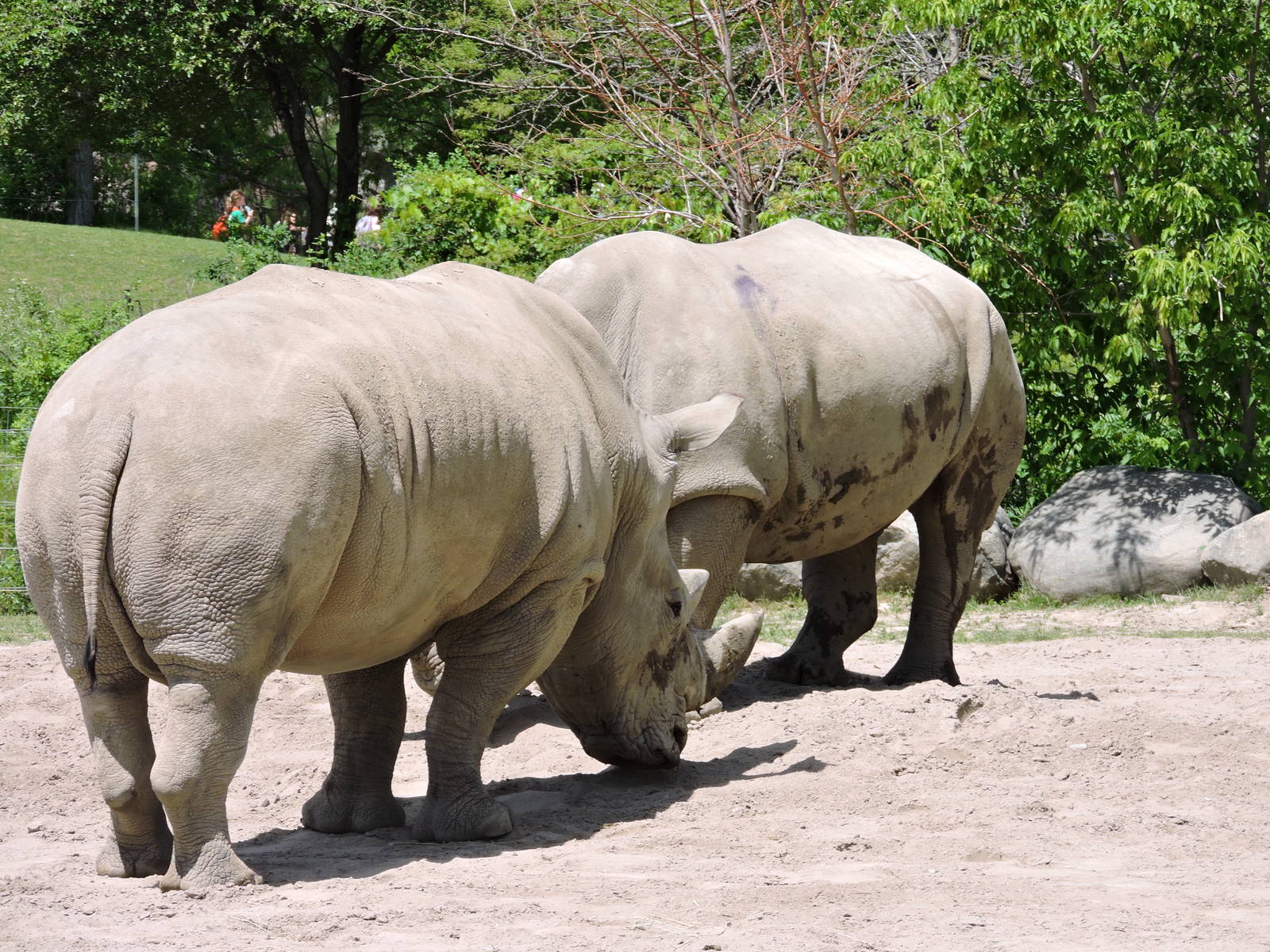 White Rhinos Sparring