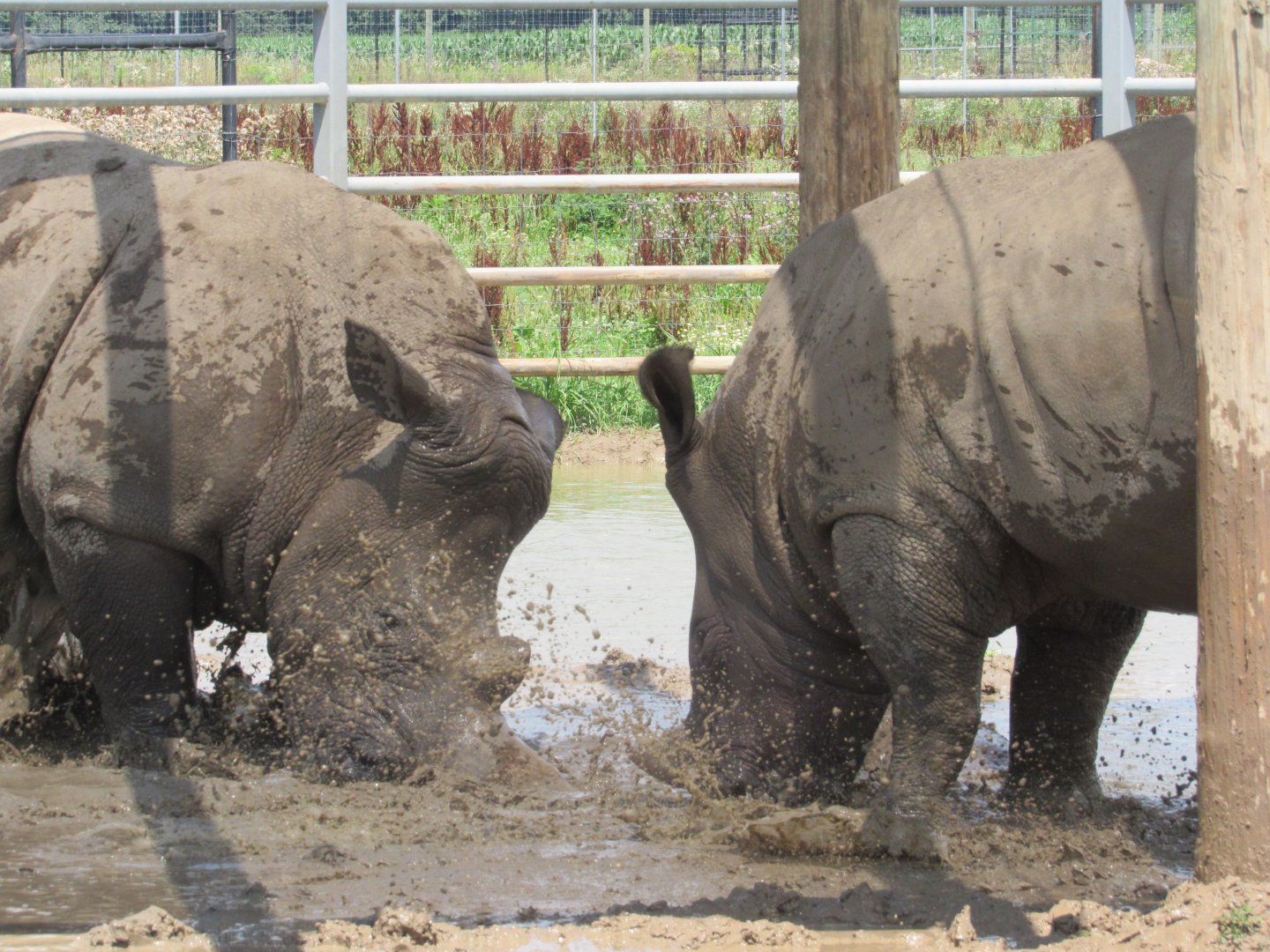 White Rhinos sparring