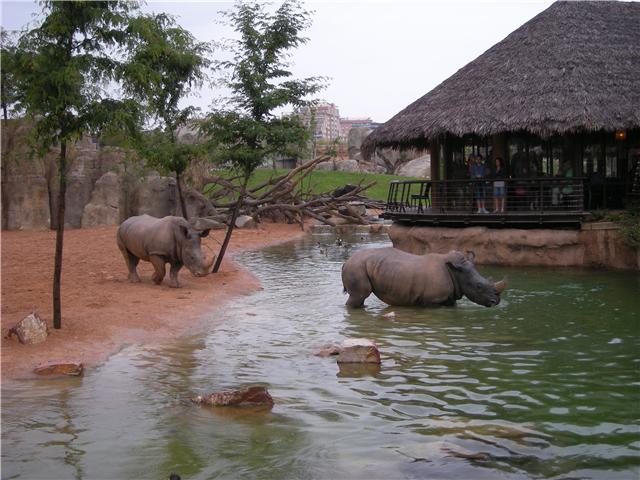 White rhinos taking a bath