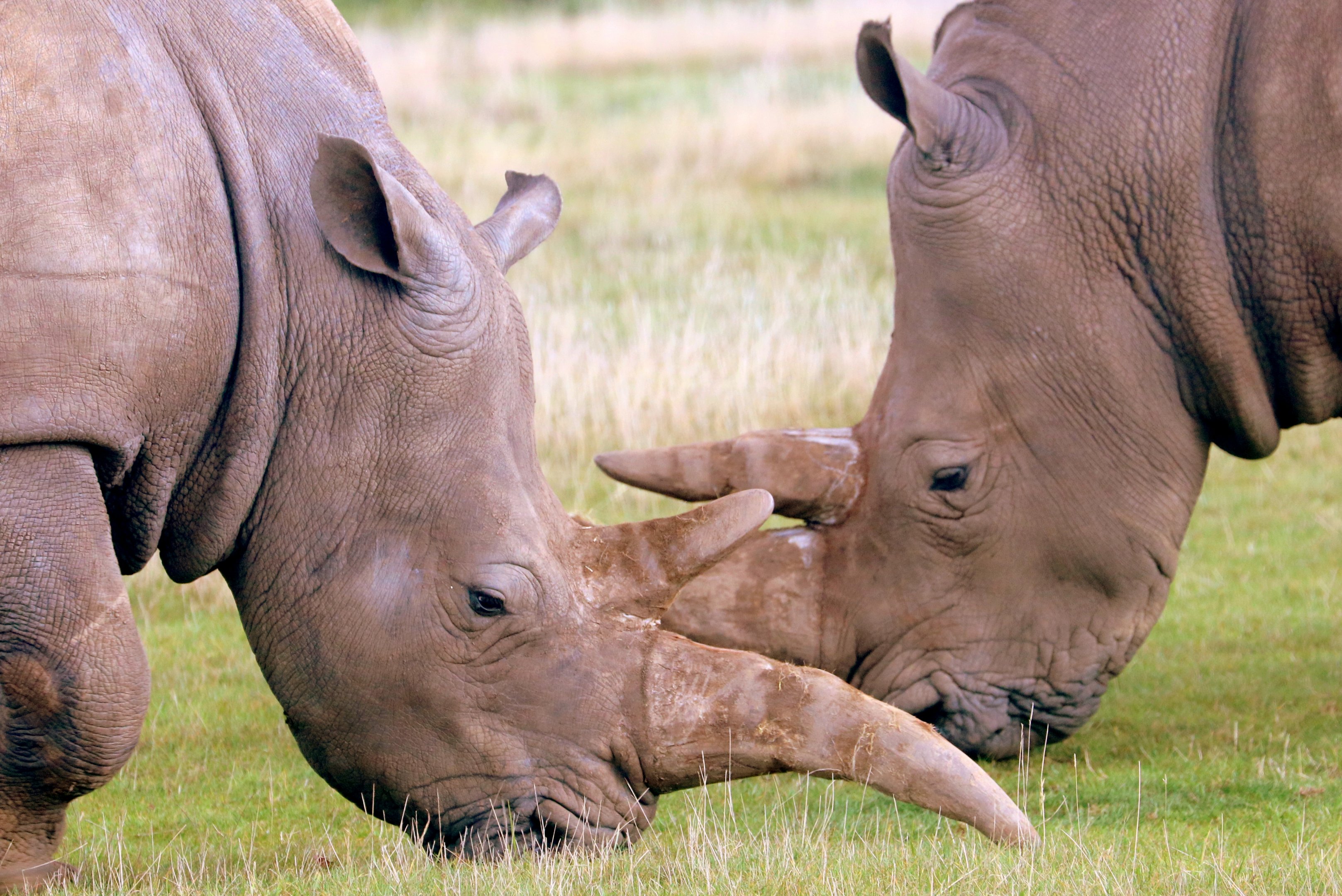 White rhinos; Whipsnade; 2nd October 2019