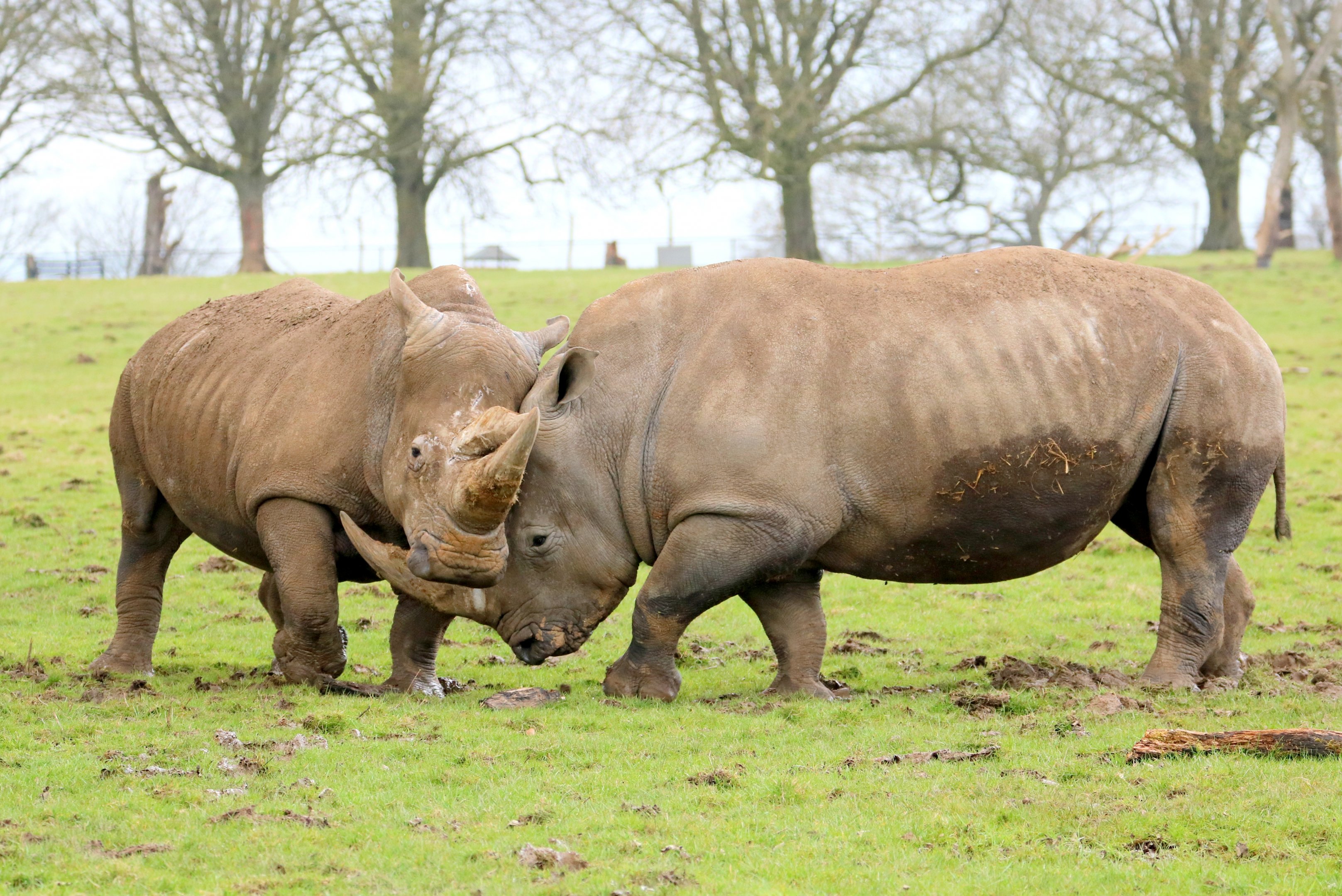 White rhinos; Whipsnade; 7th April 2018