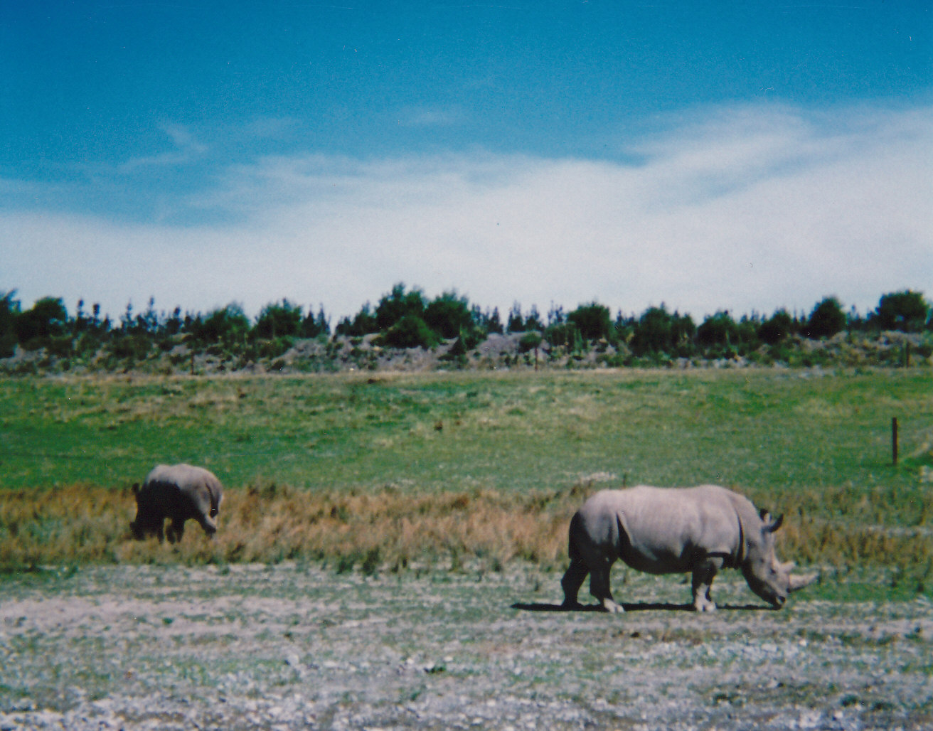 white rhinos
