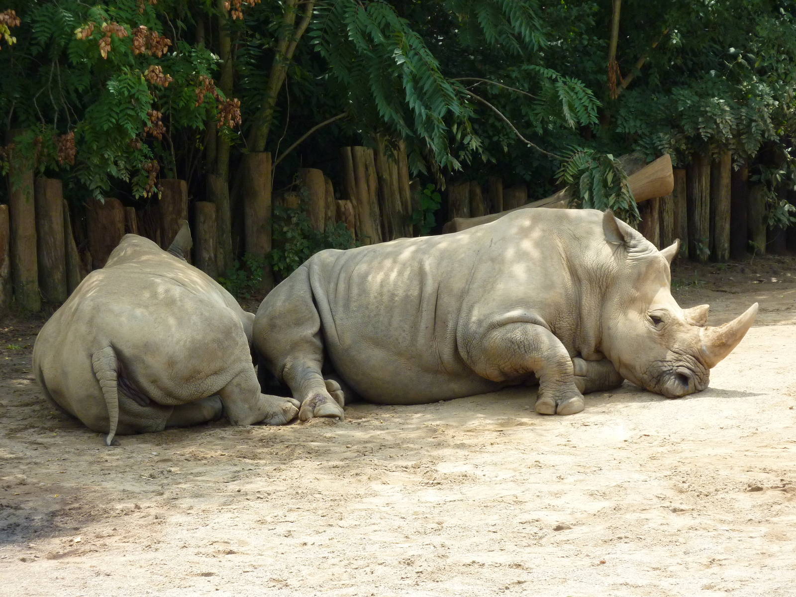 White Rhinos
