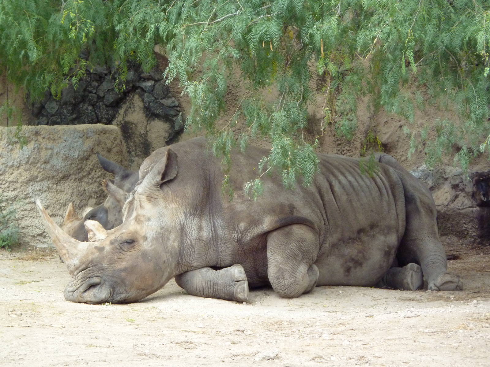 White Rhinos