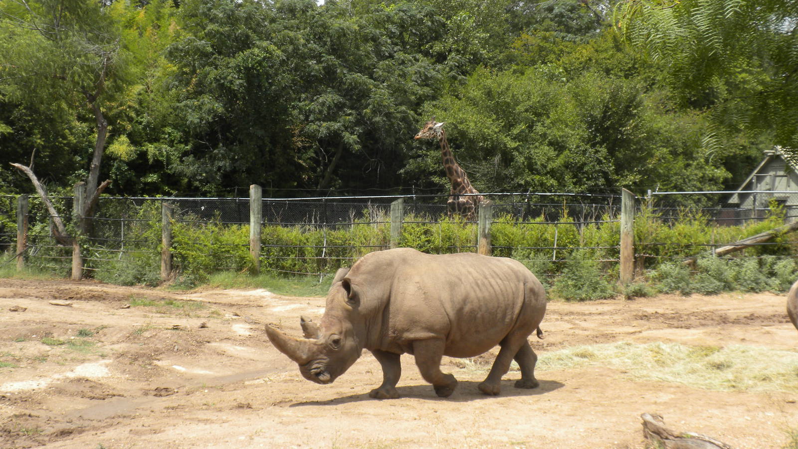 White Rhinos