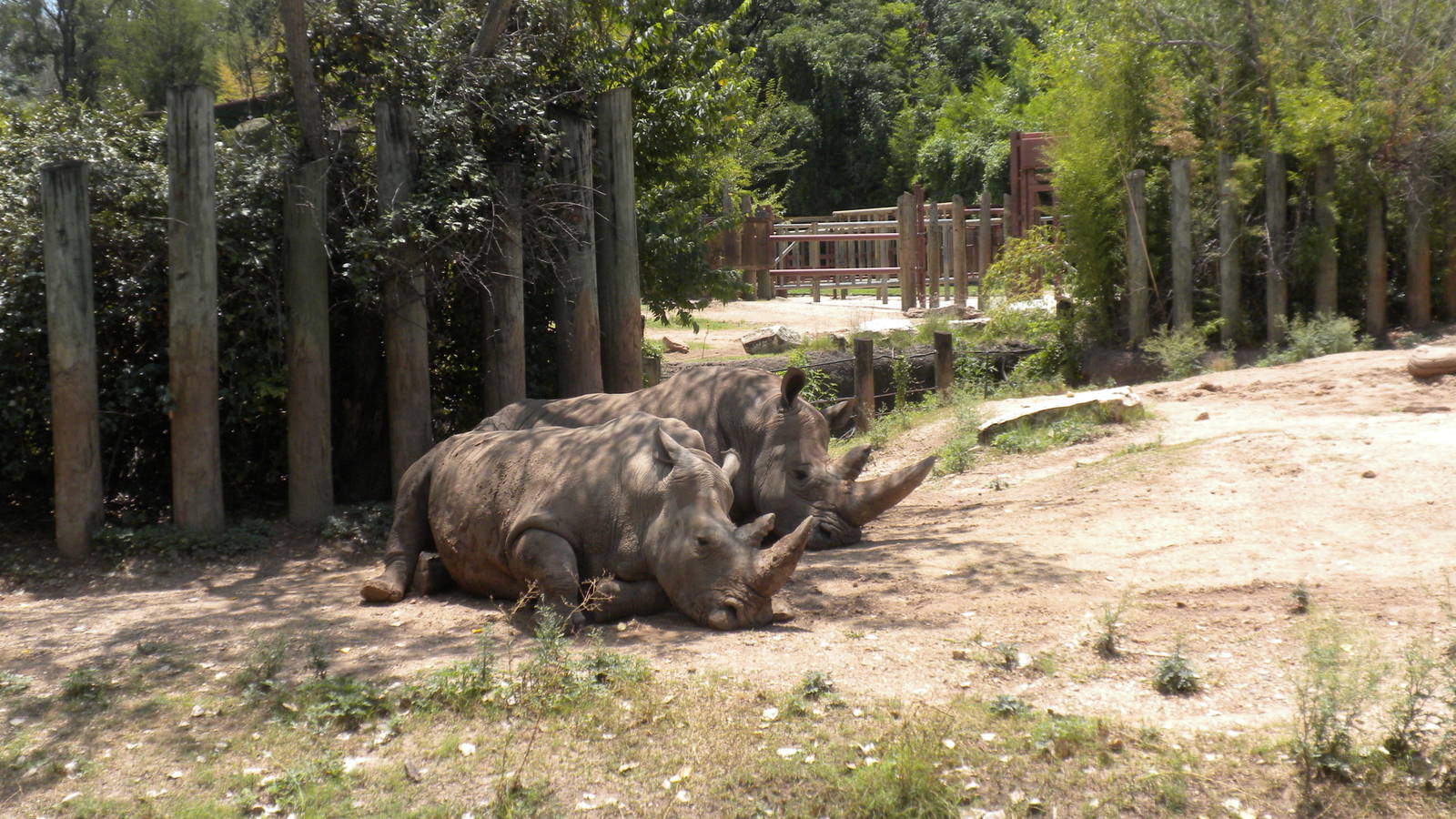 White Rhinos