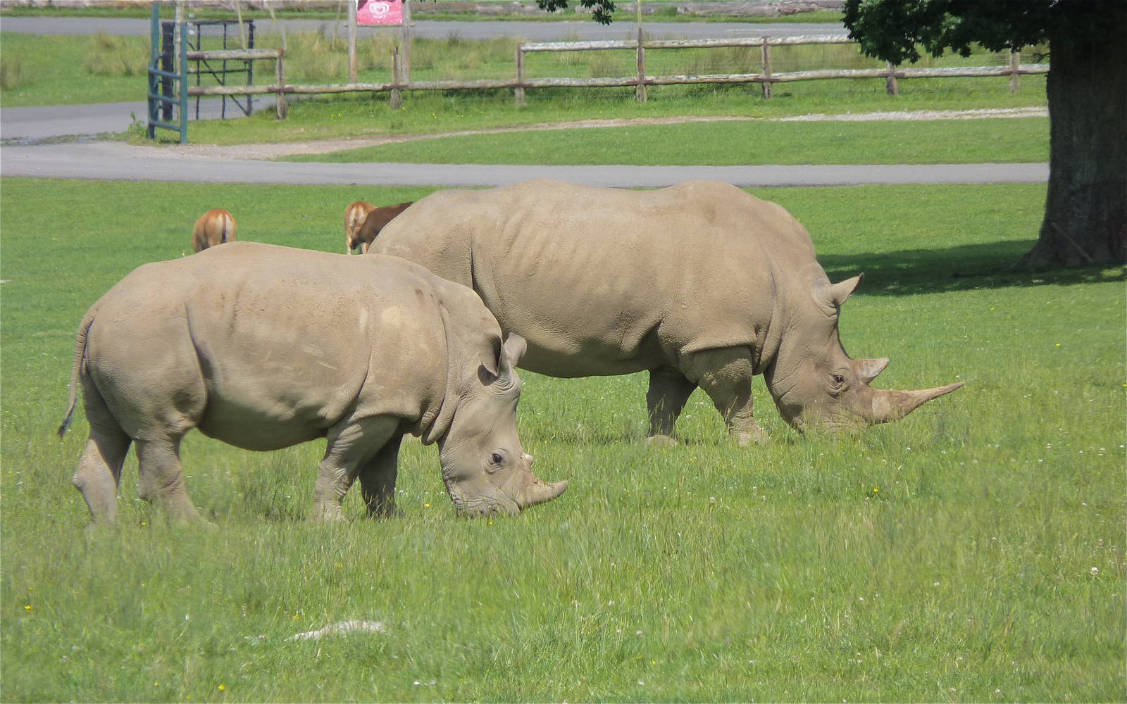 White Rhinos