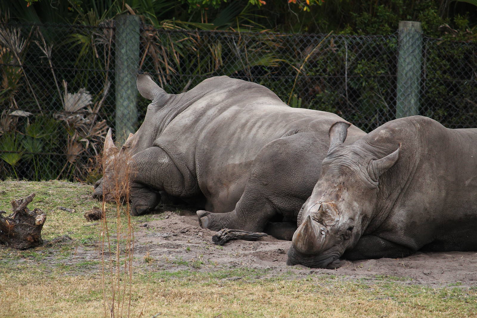 White Rhinos