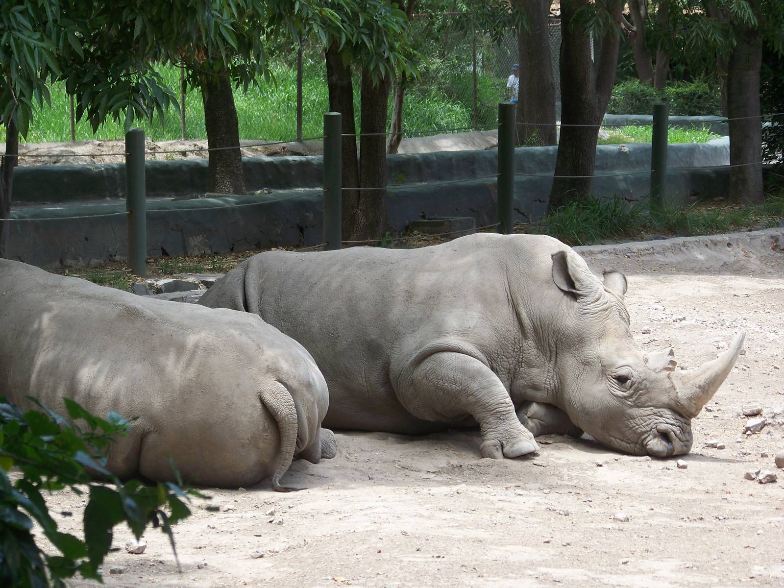 White Rhinos