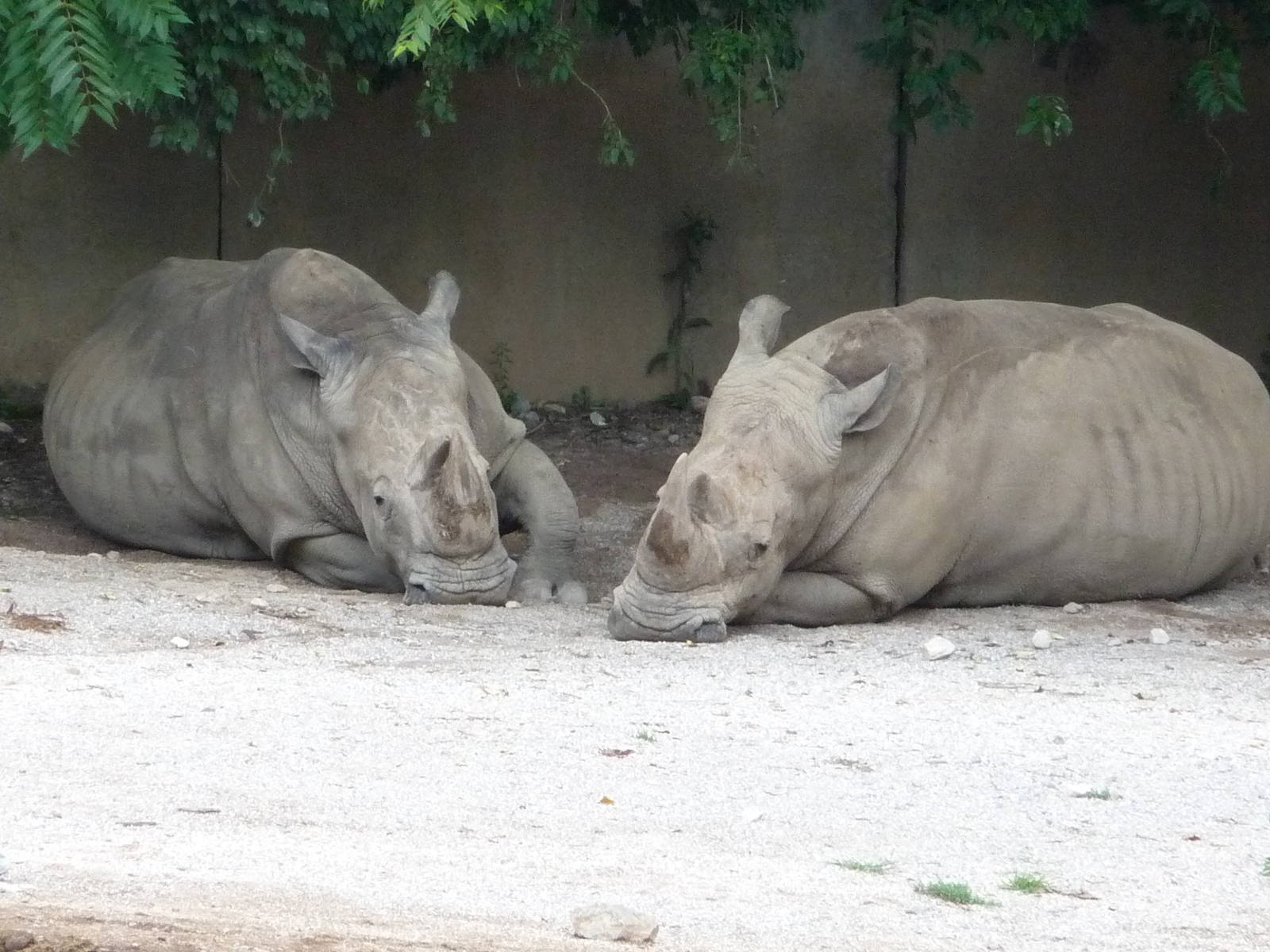 White Rhinos