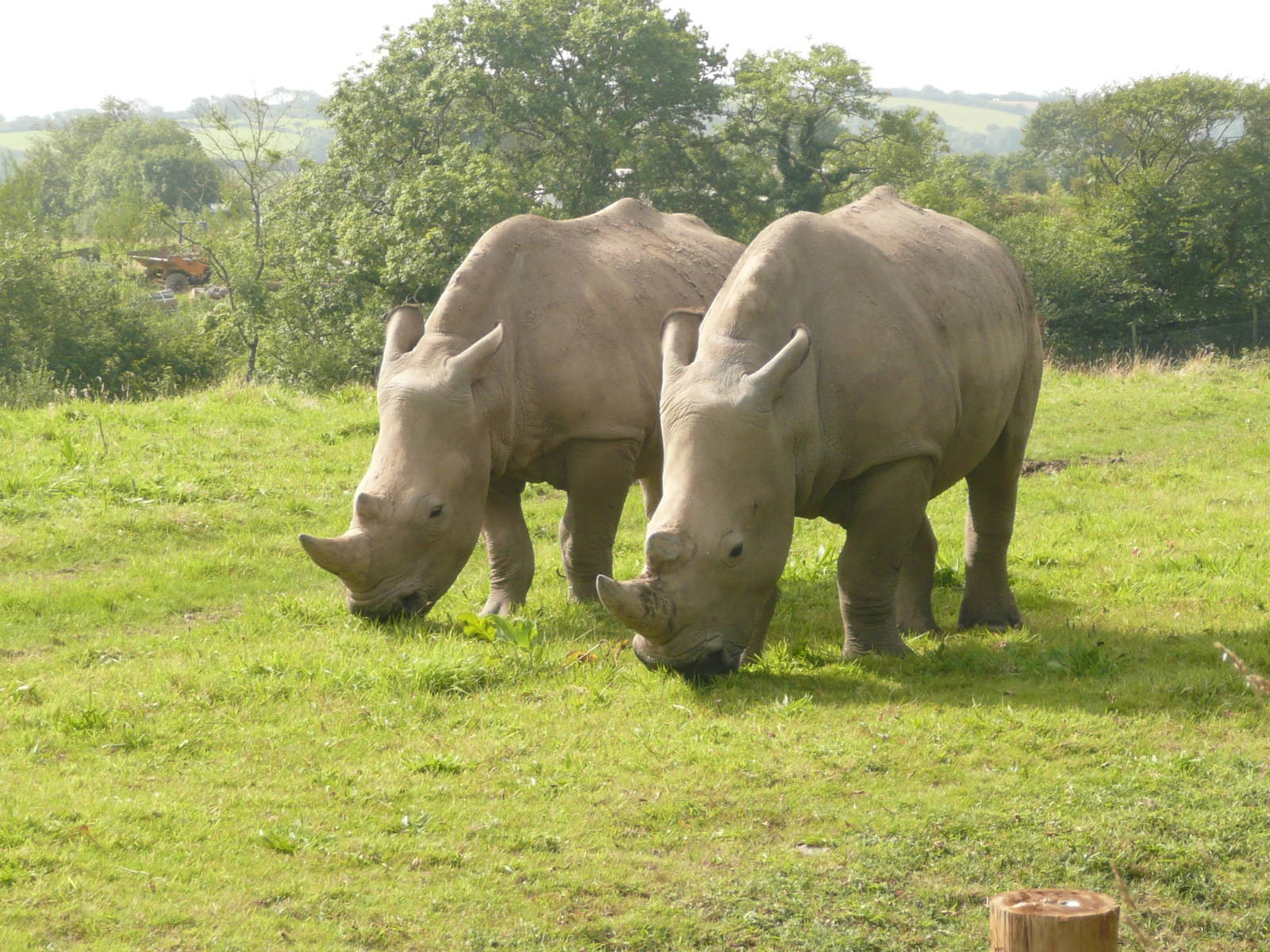 White rhinos