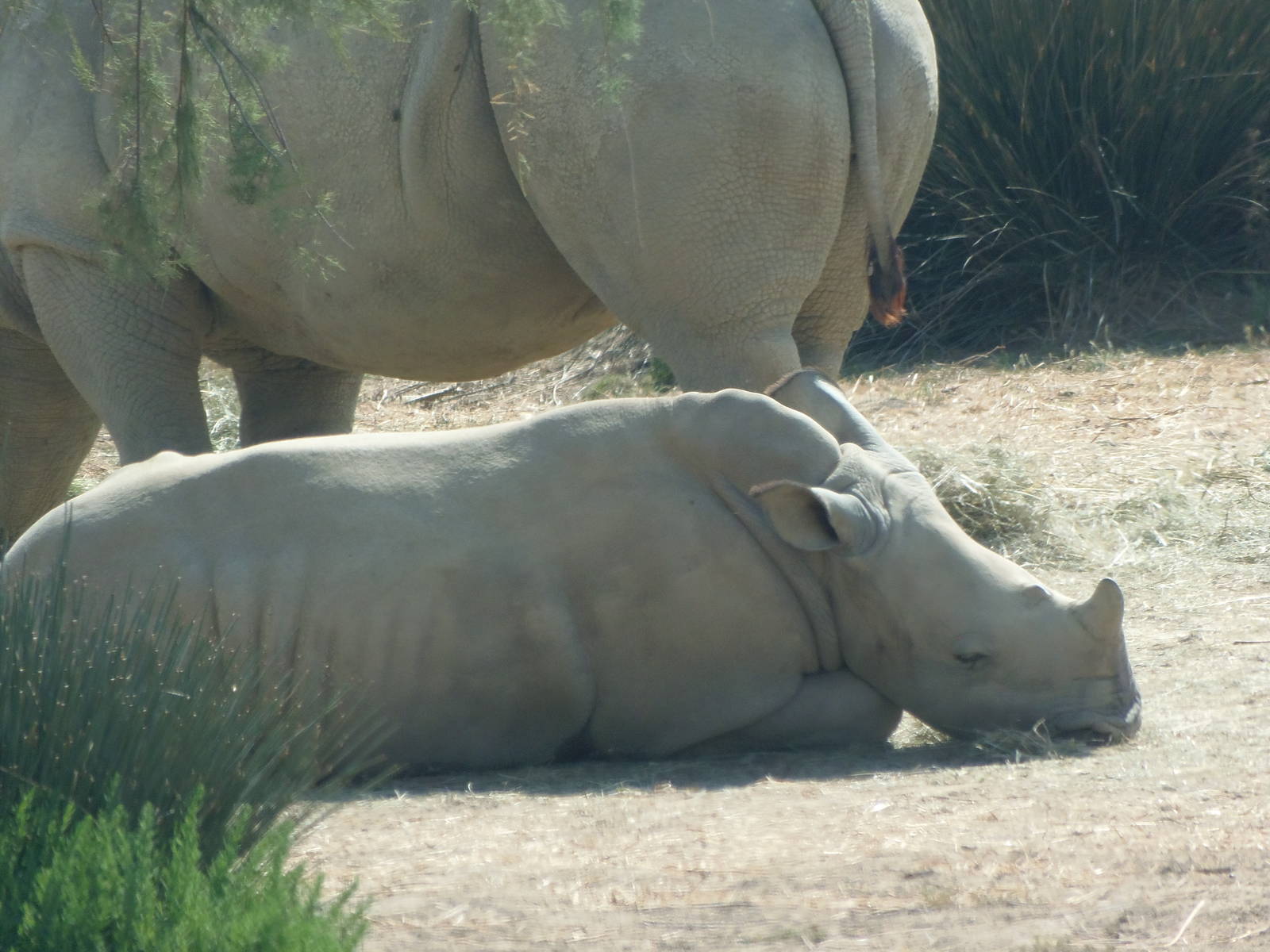 white rhinos