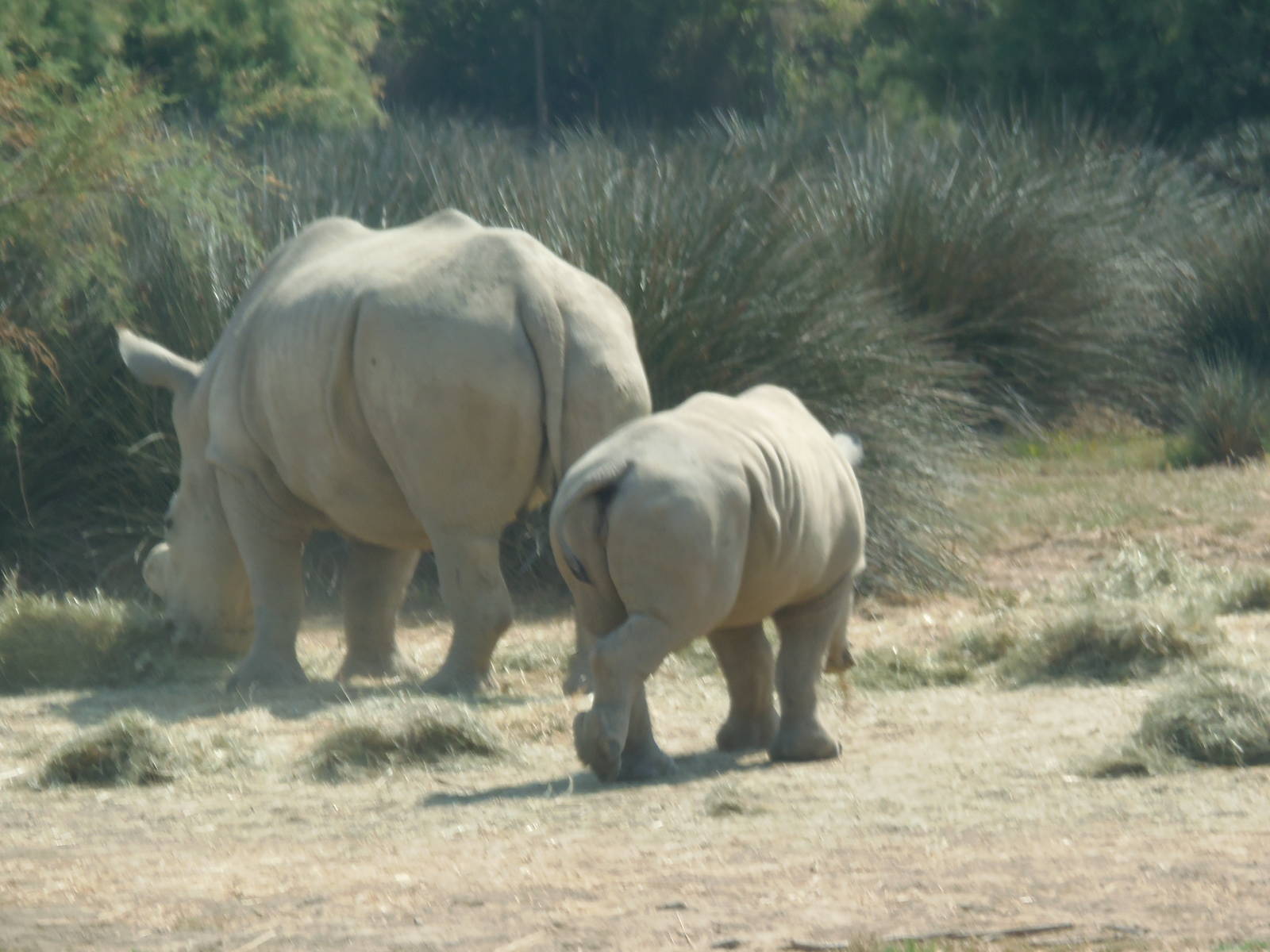 white rhinos