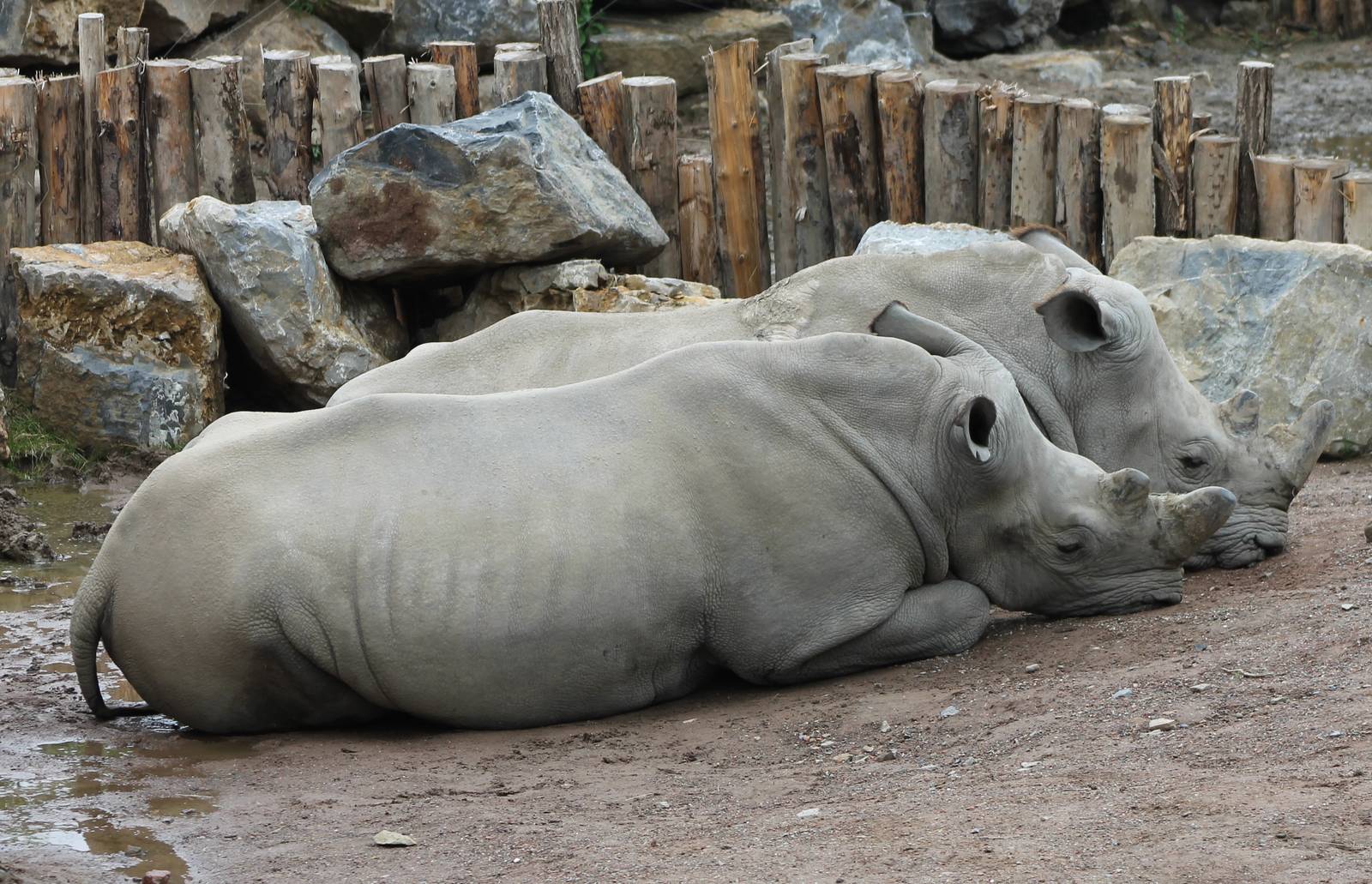 White rhinos