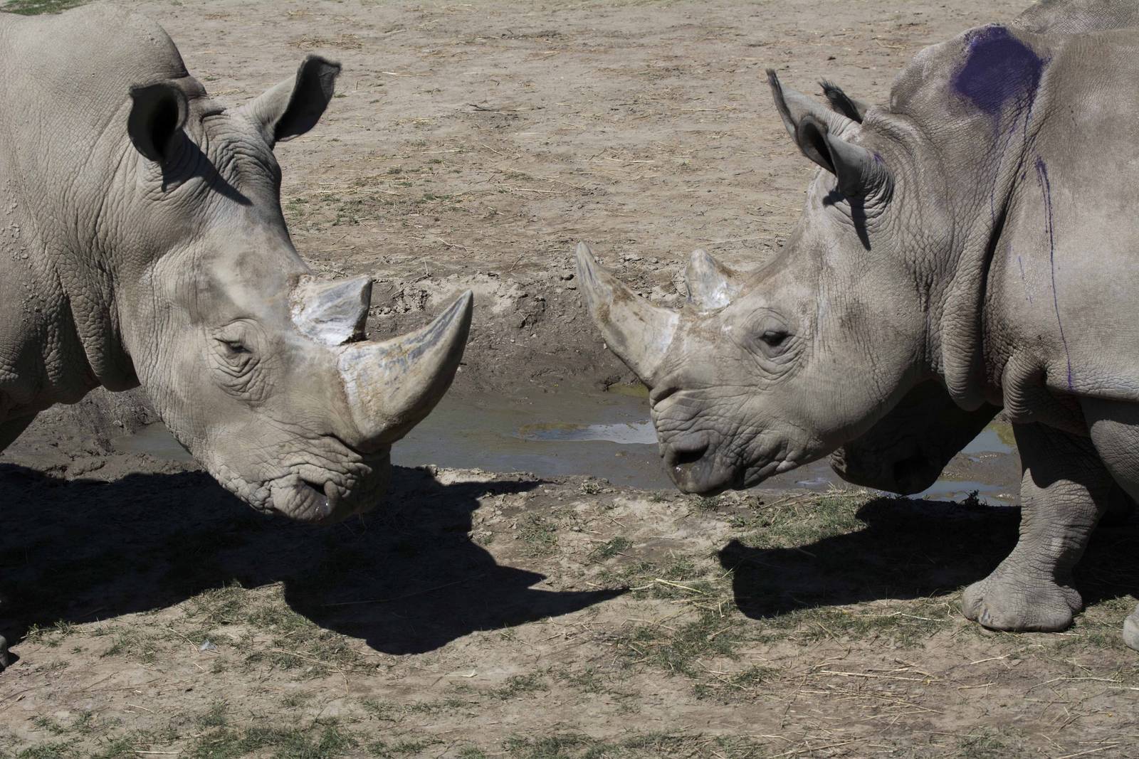 White Rhinos