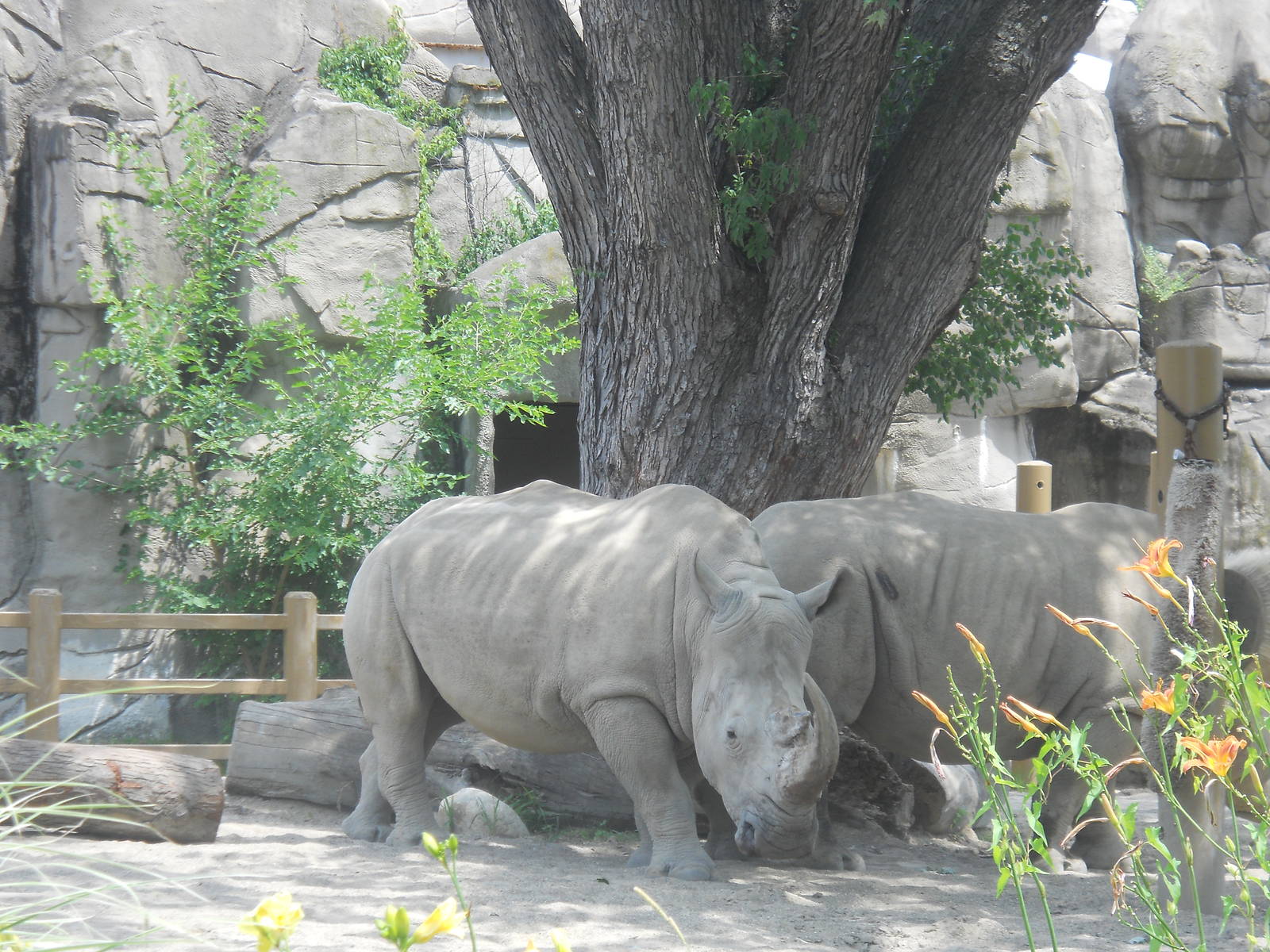 White rhinos