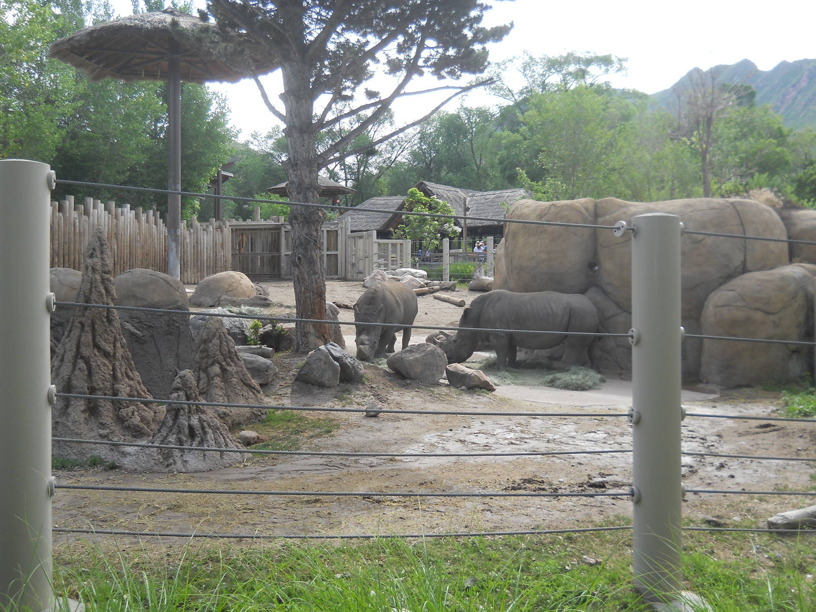White rhinos