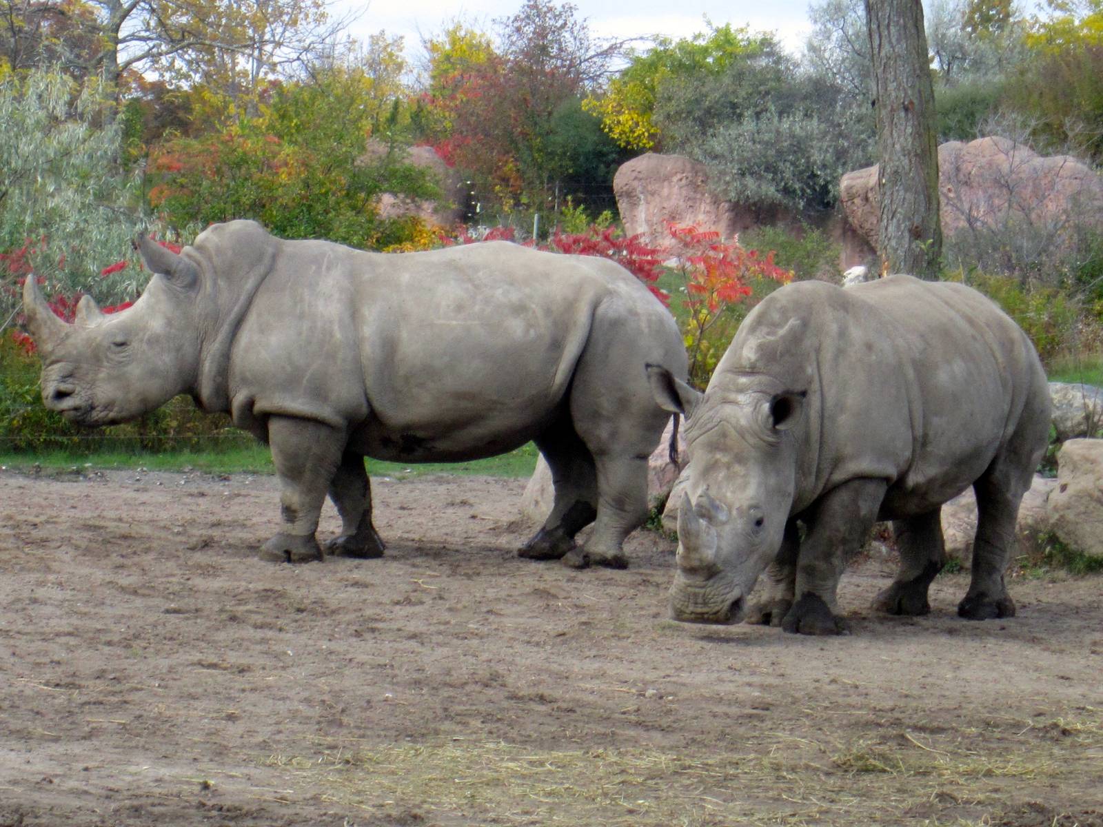 White Rhinos