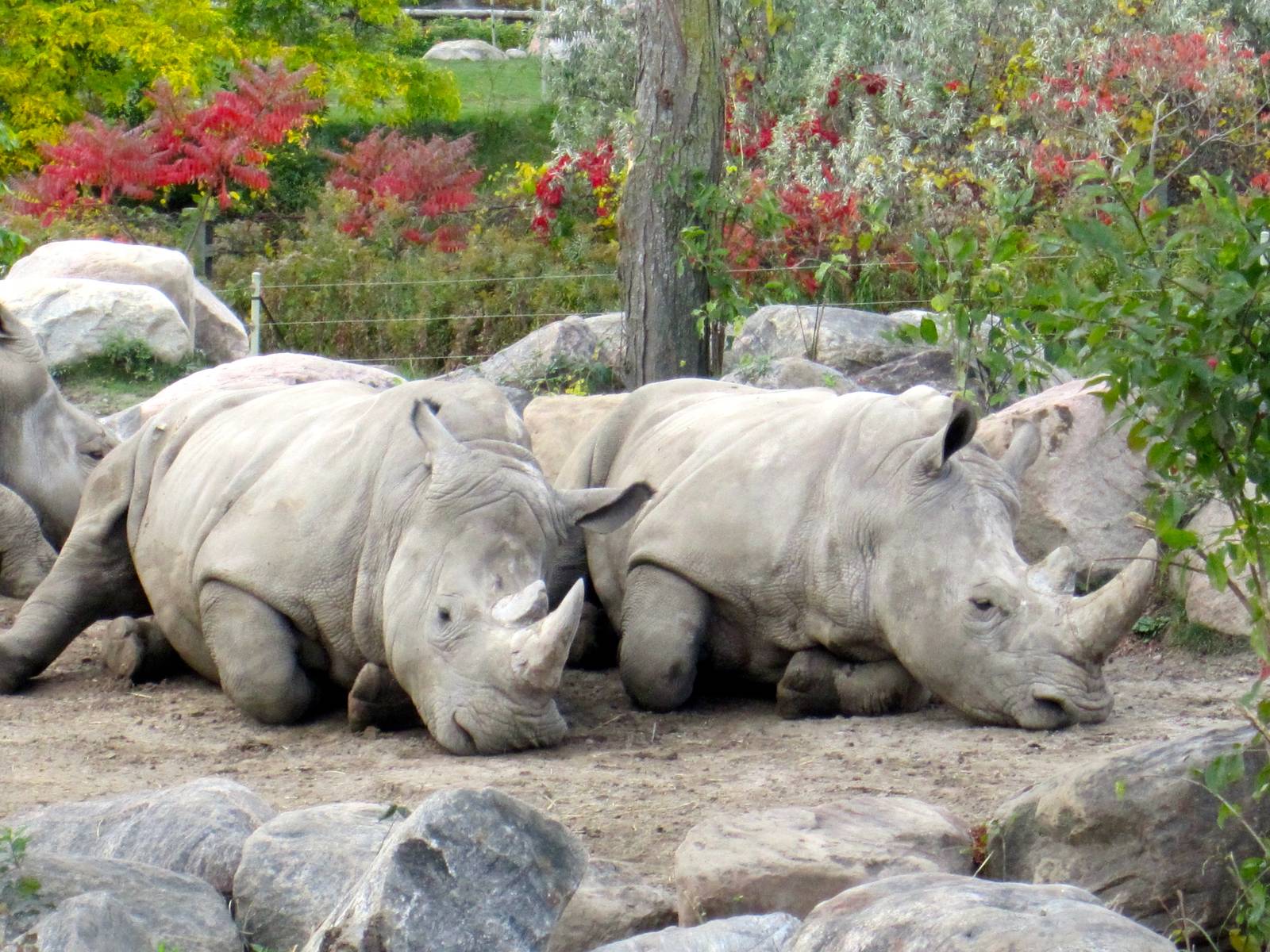White Rhinos