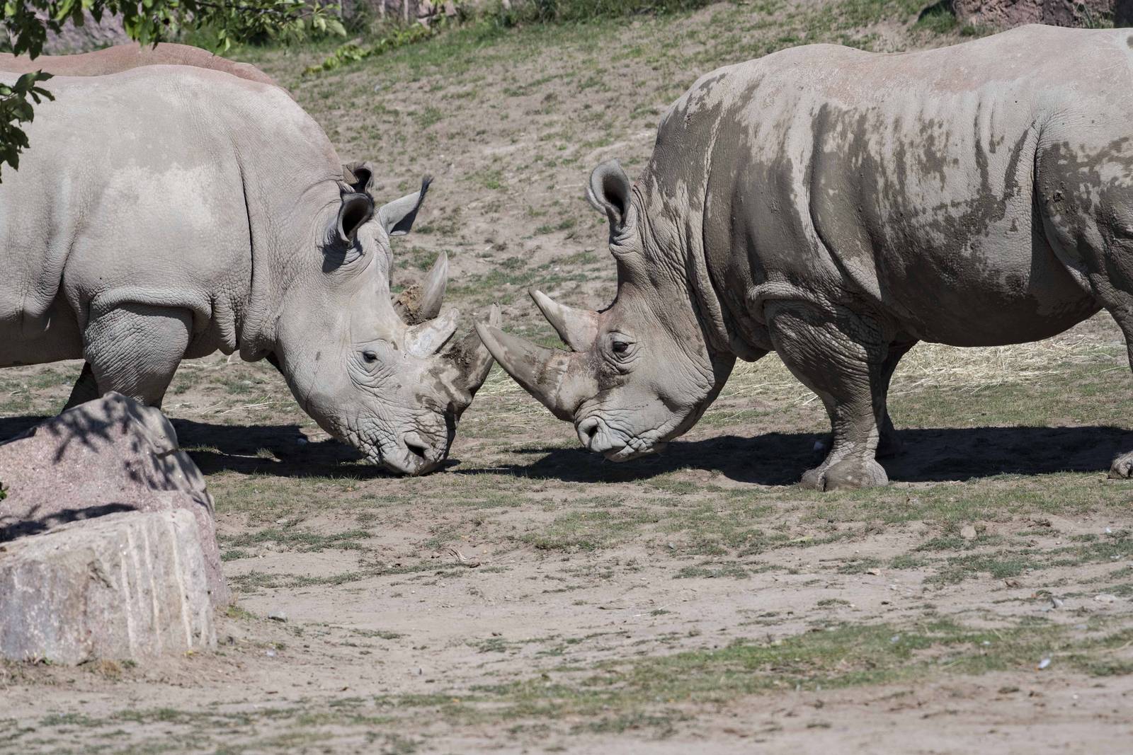 White Rhinos