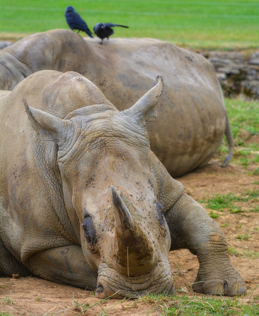 White Rhinos