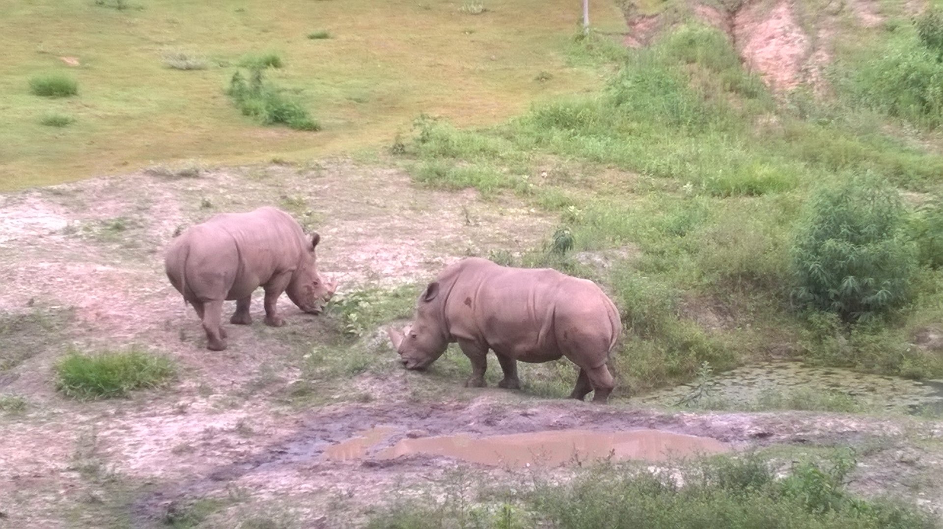 White rhinos