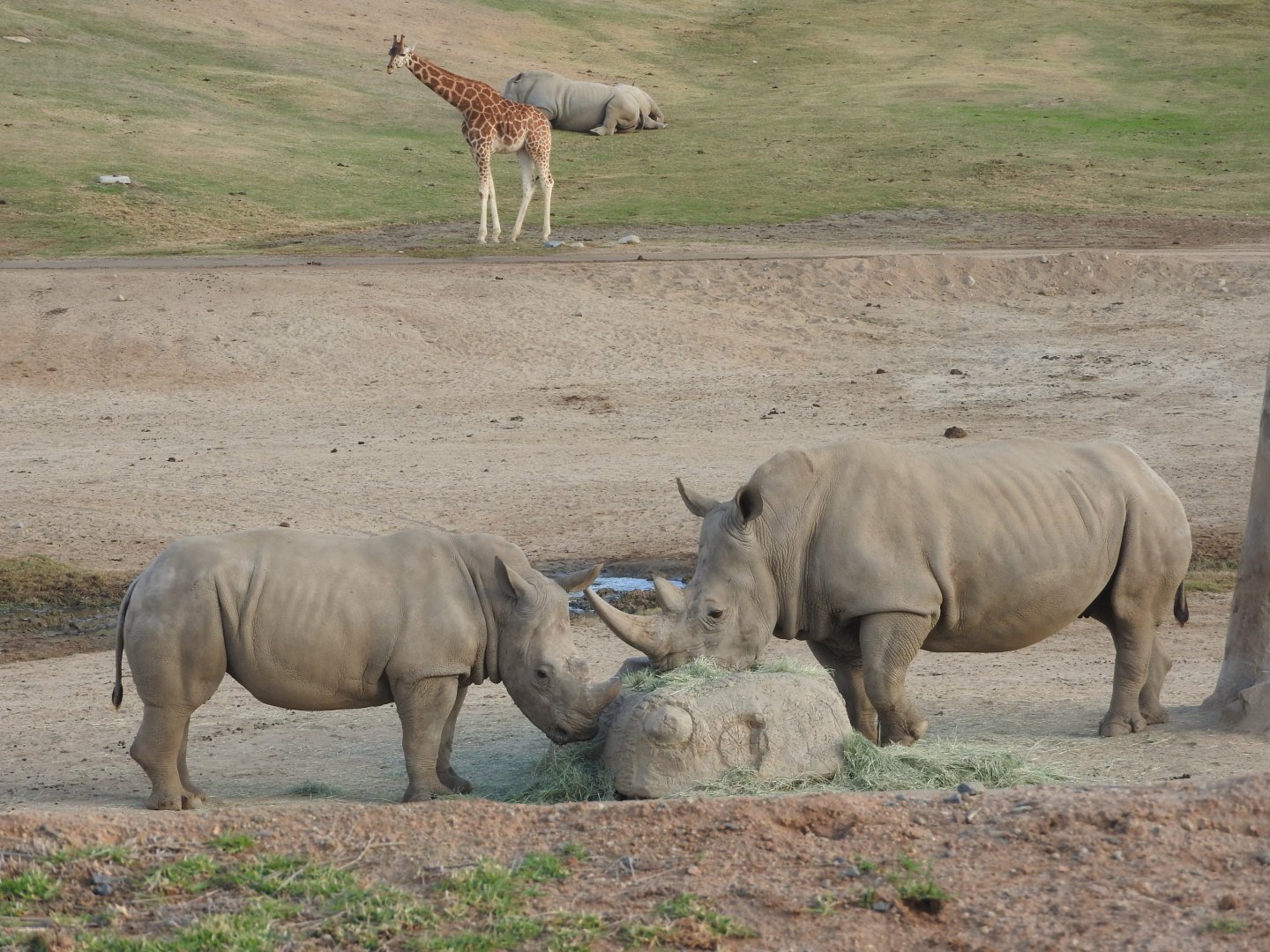 White Rhinos